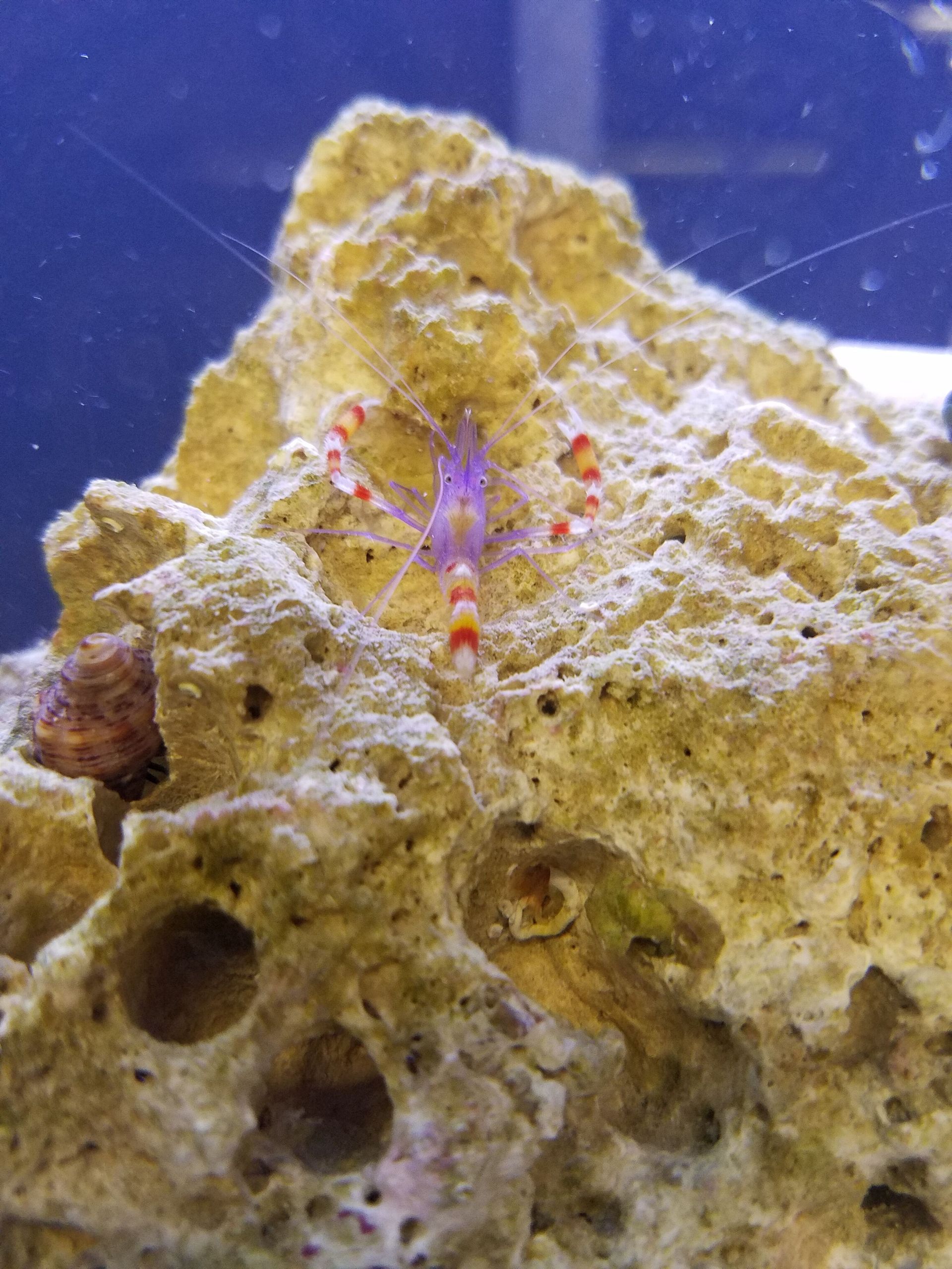 Blue Coral Banded Shrimp - SW