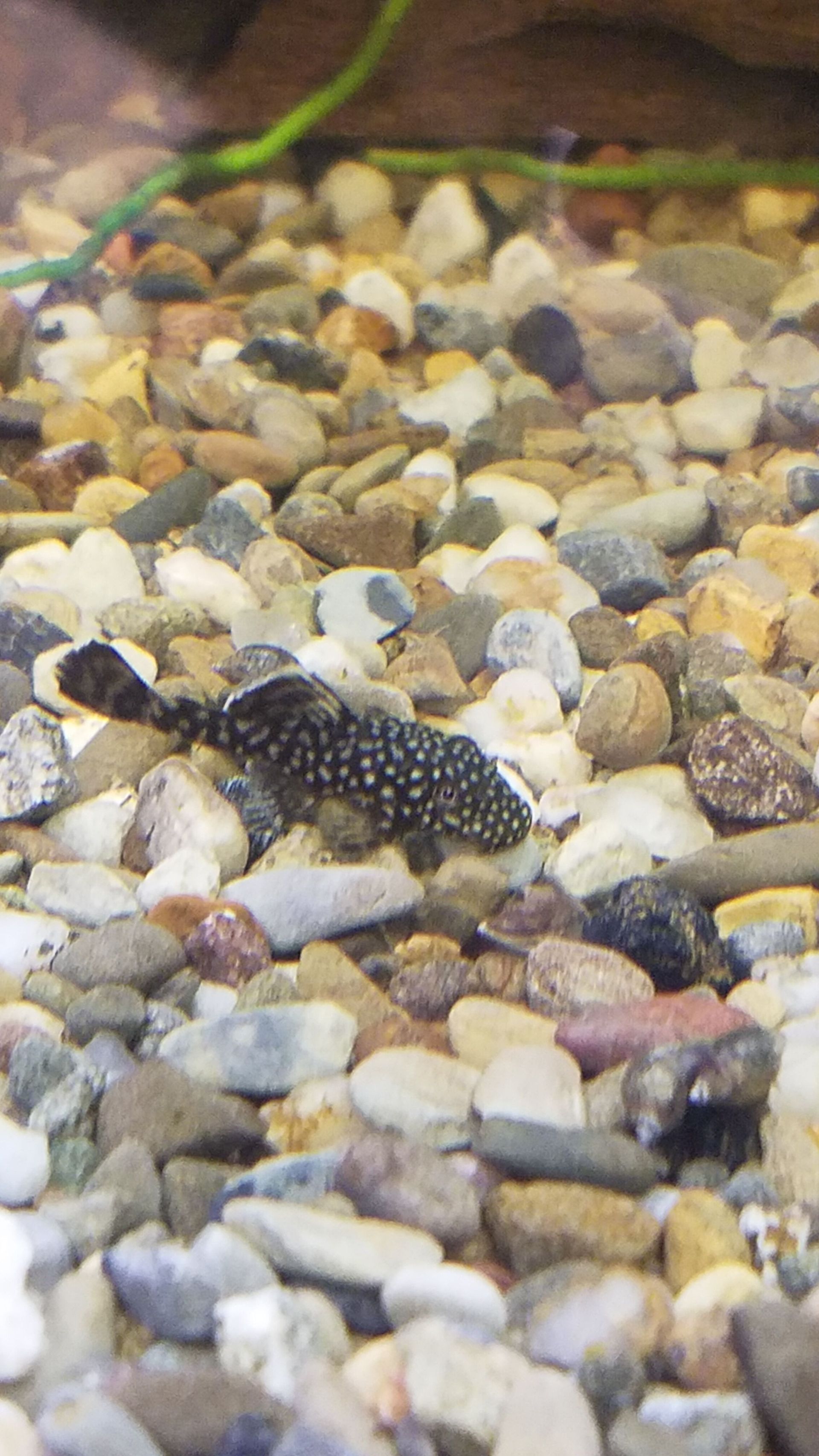 Bristlenose Pleco
