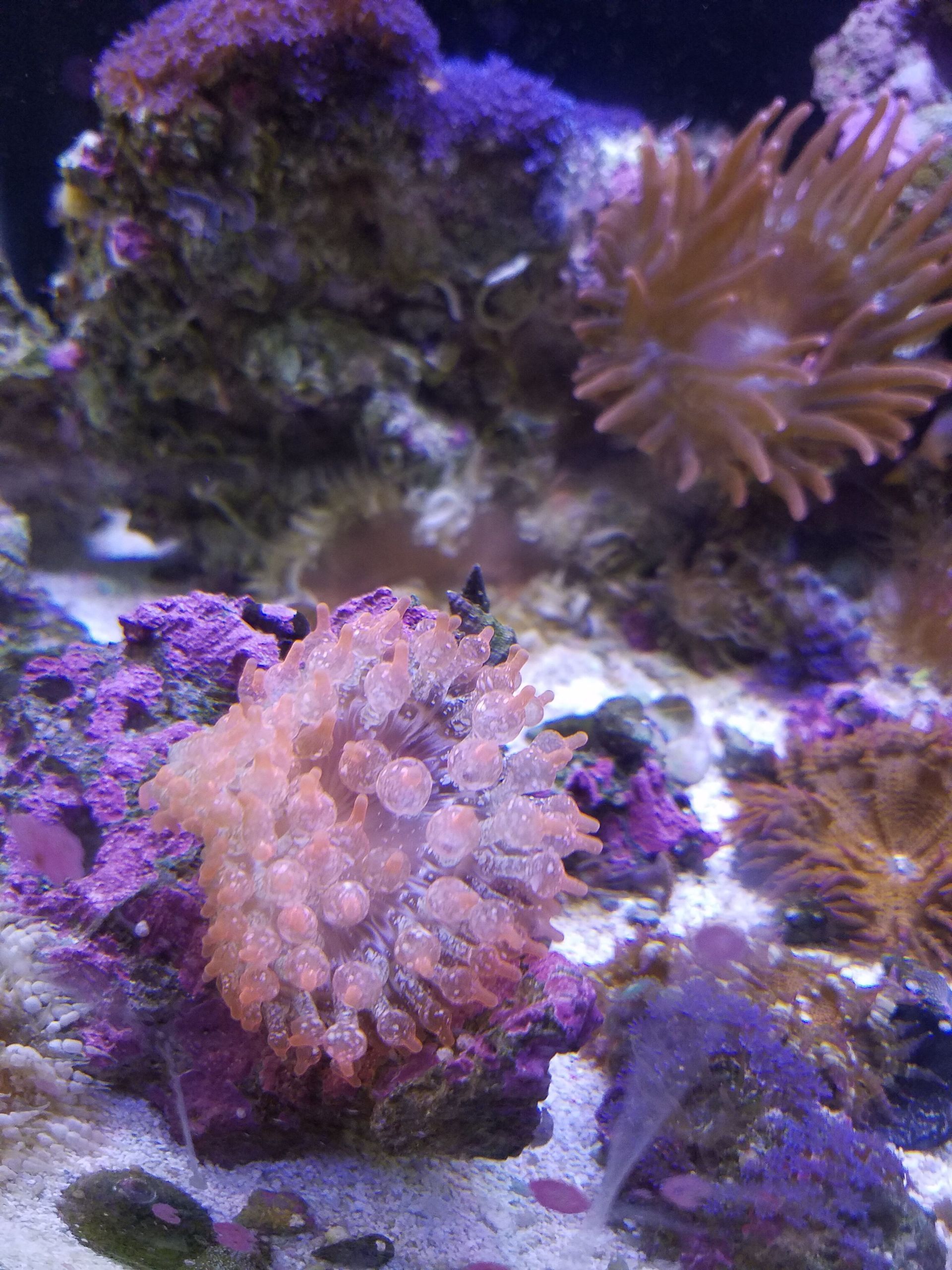 Bubble Tip Anemone
