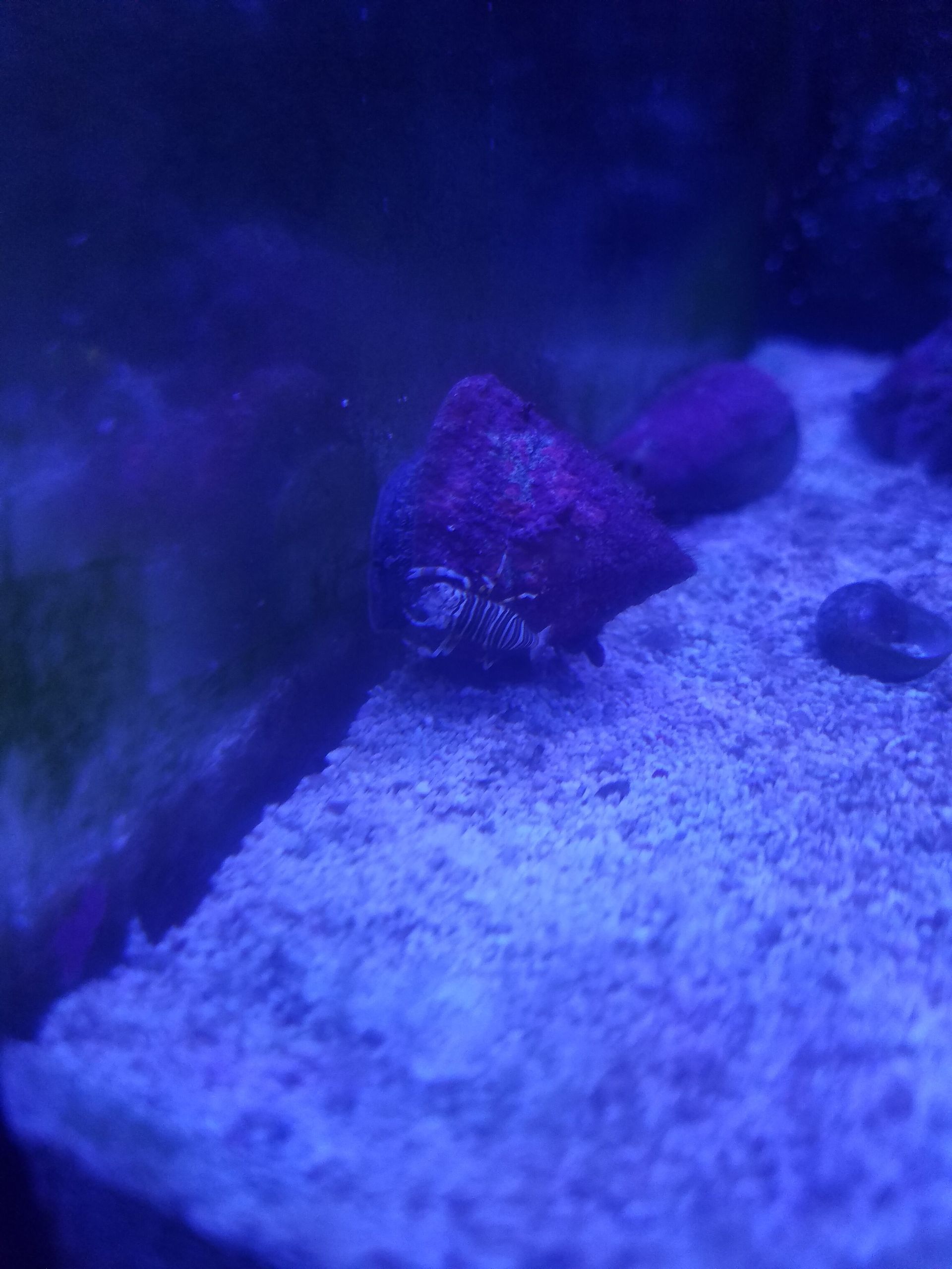 Bumblebee Shrimp riding a Trochus Snail - SW