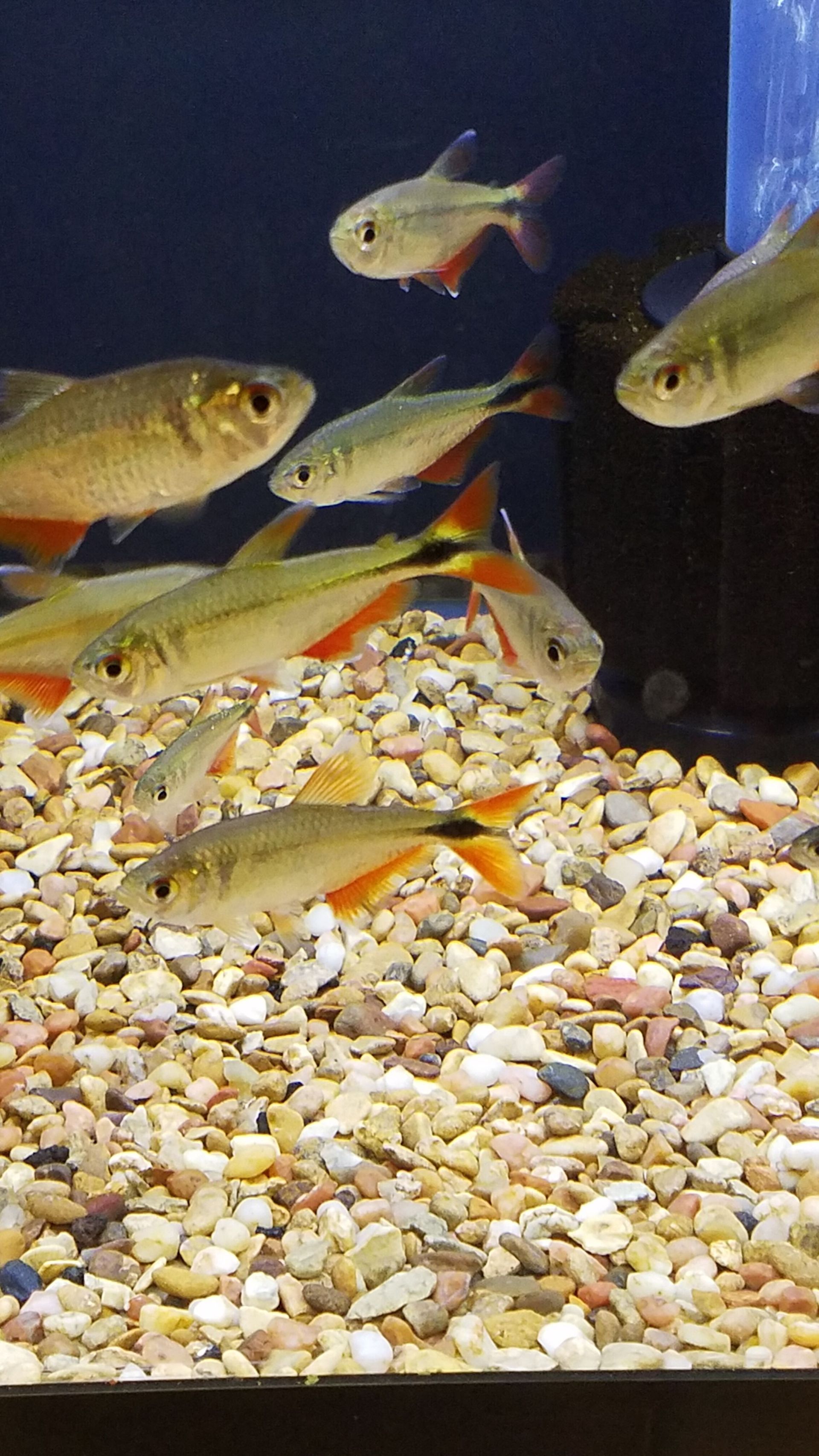 Buenos Aires Tetras