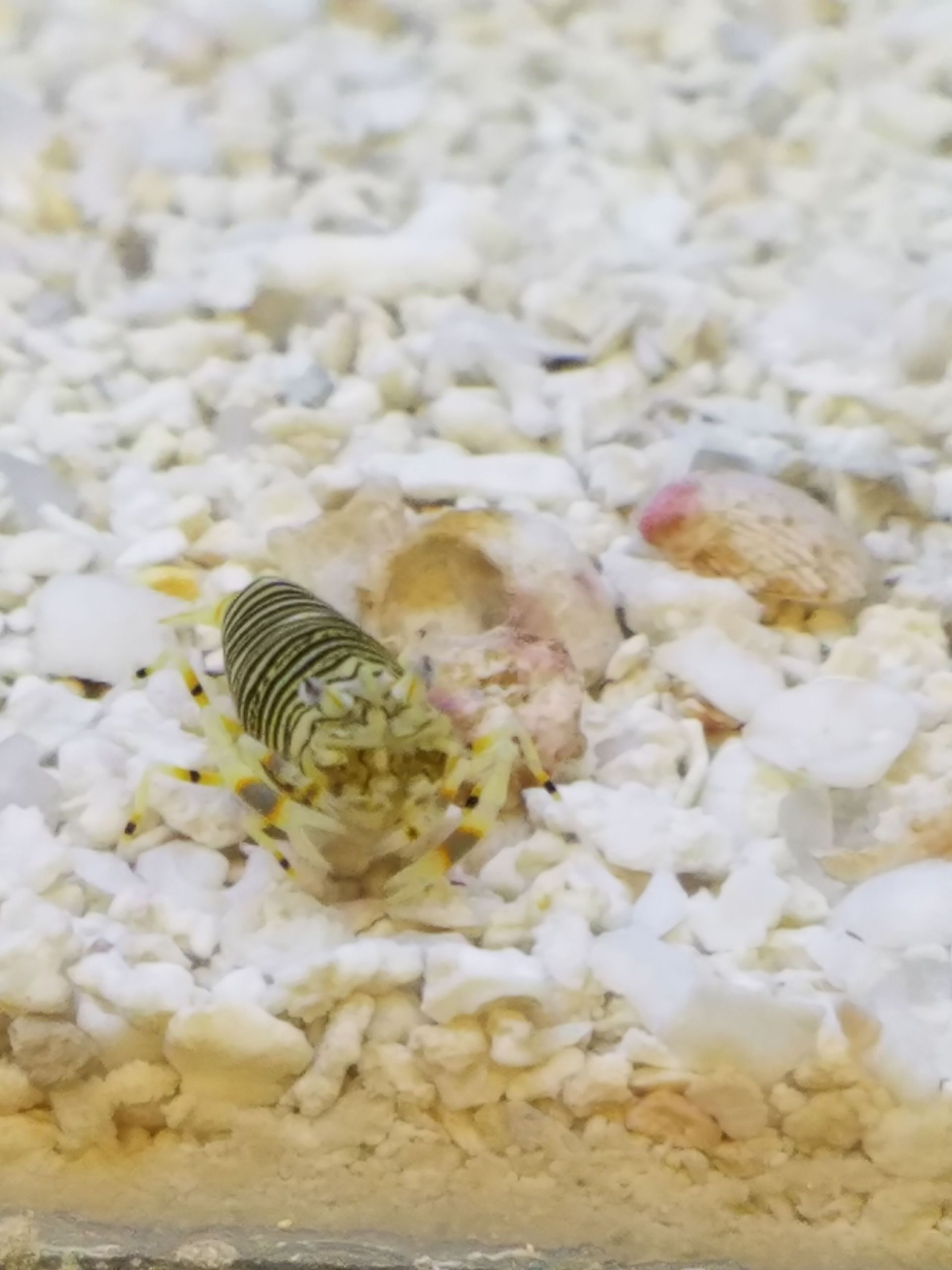 Bumblebee Shrimp - SW