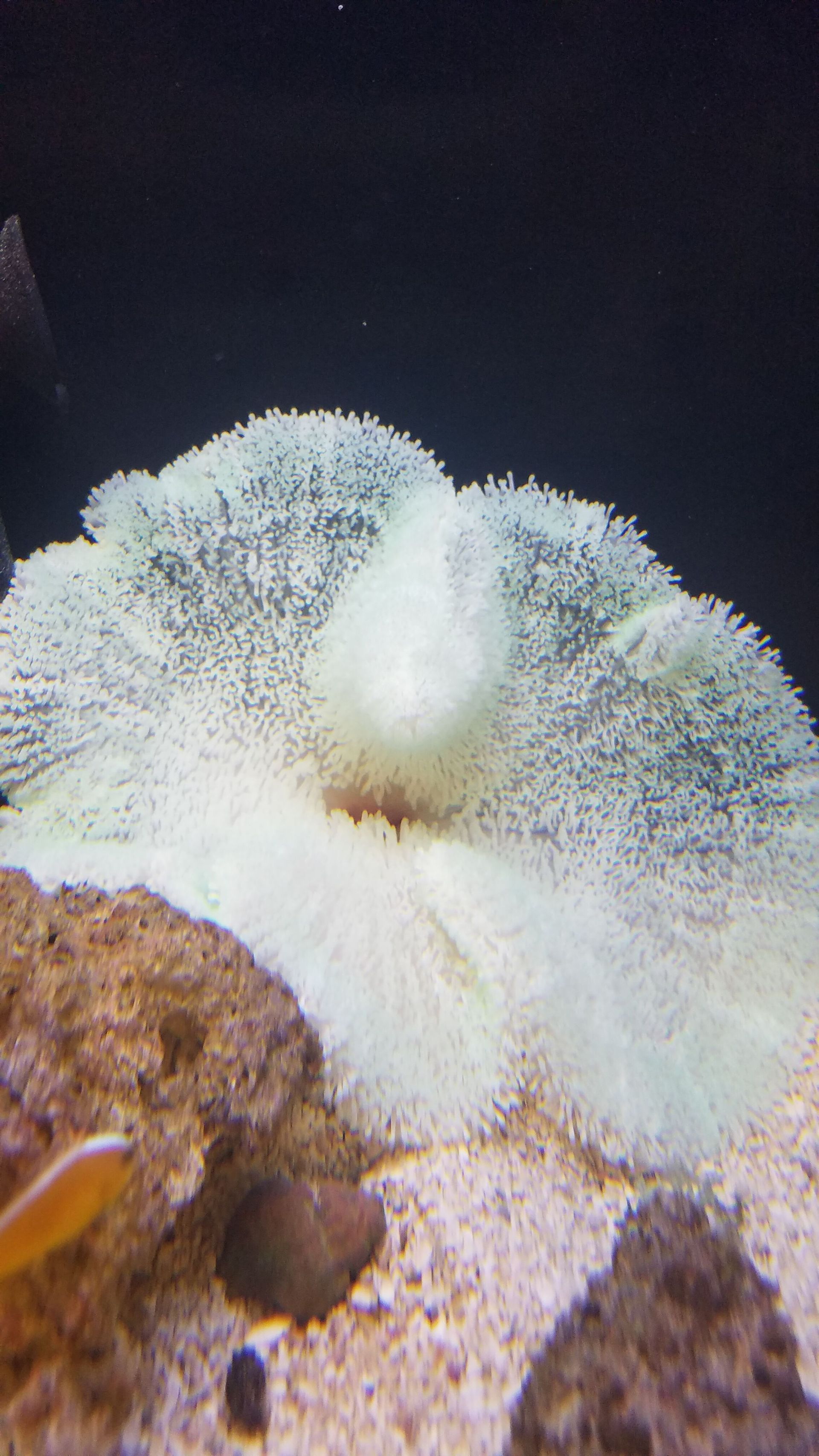 Carpet Anemone