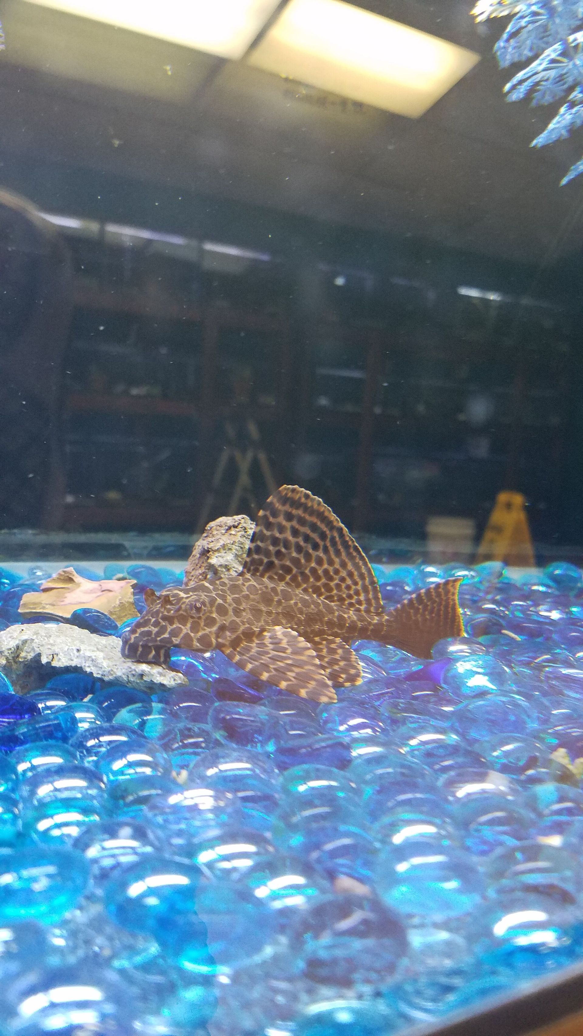 Colombian Sailfin Pleco