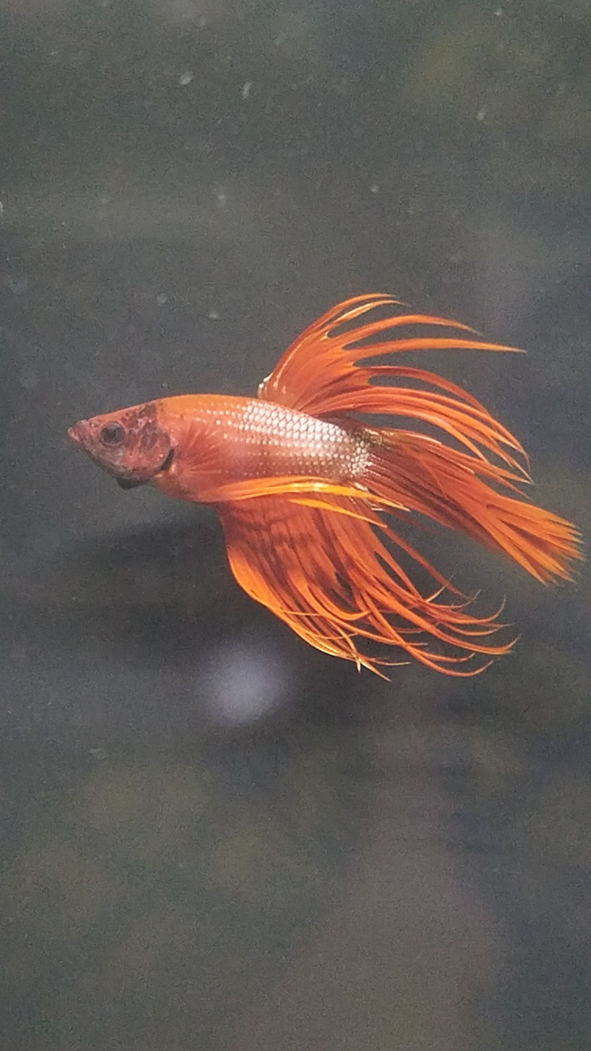 Crowntail Betta