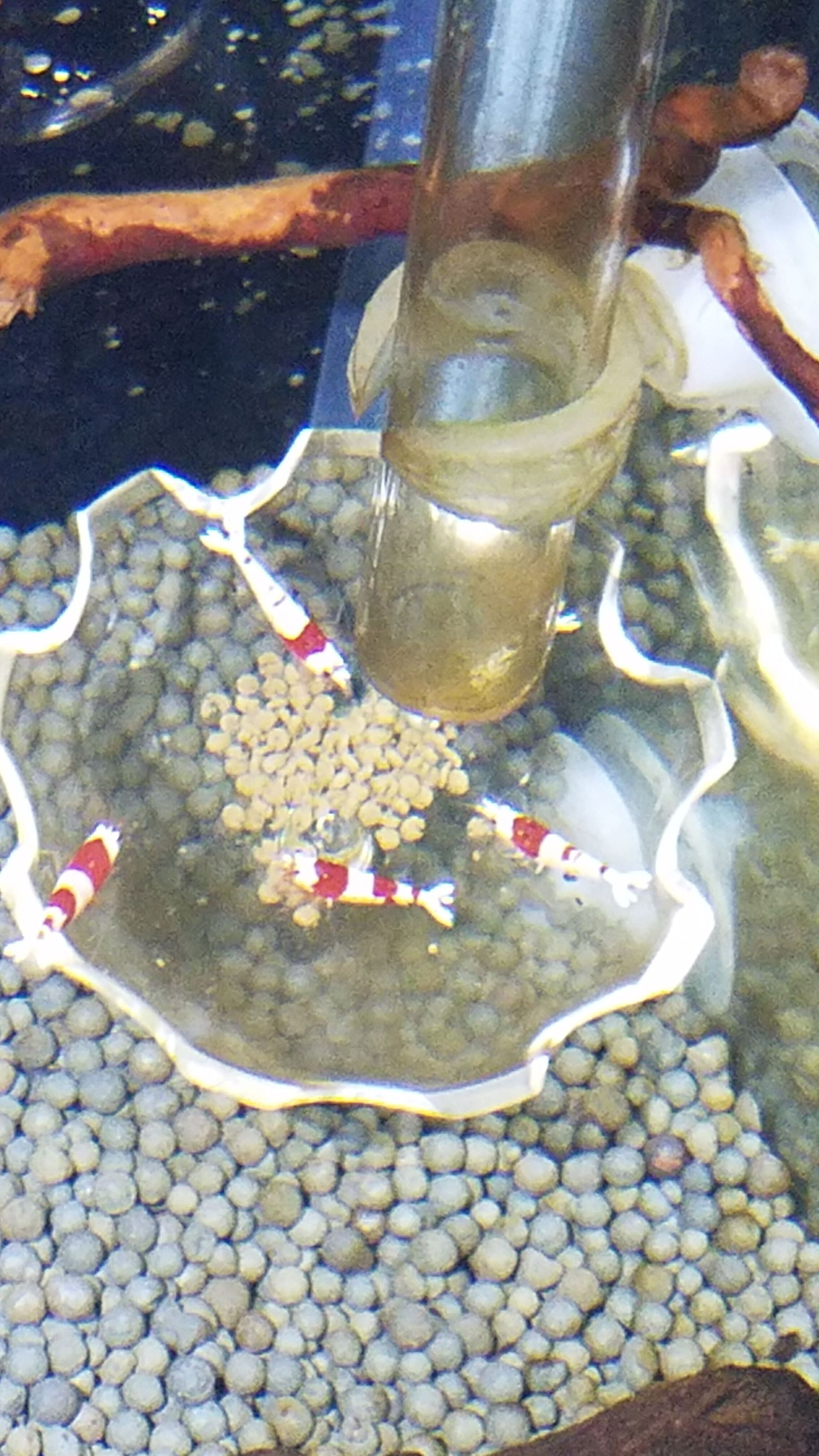 Crystal Red Caridina Shrimp - FW