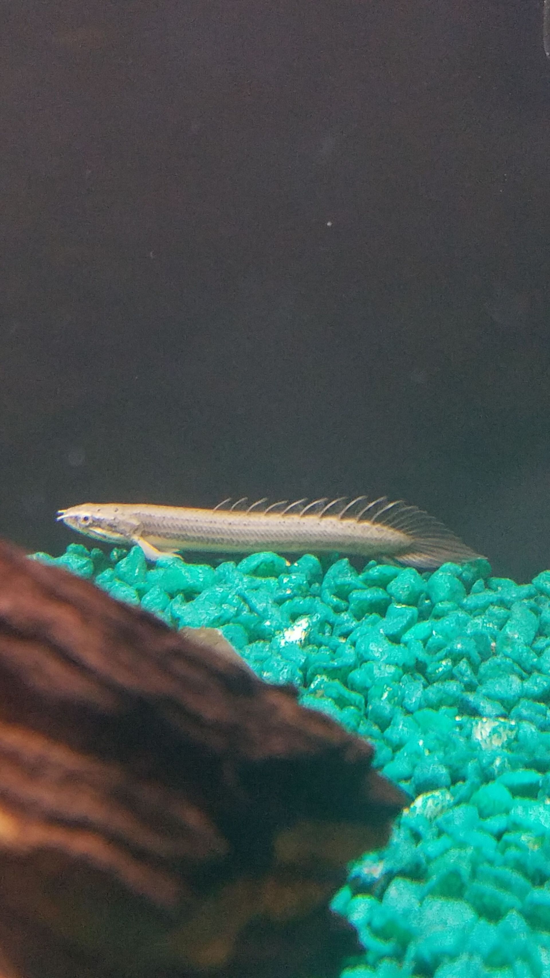 Dinosaur Bichir