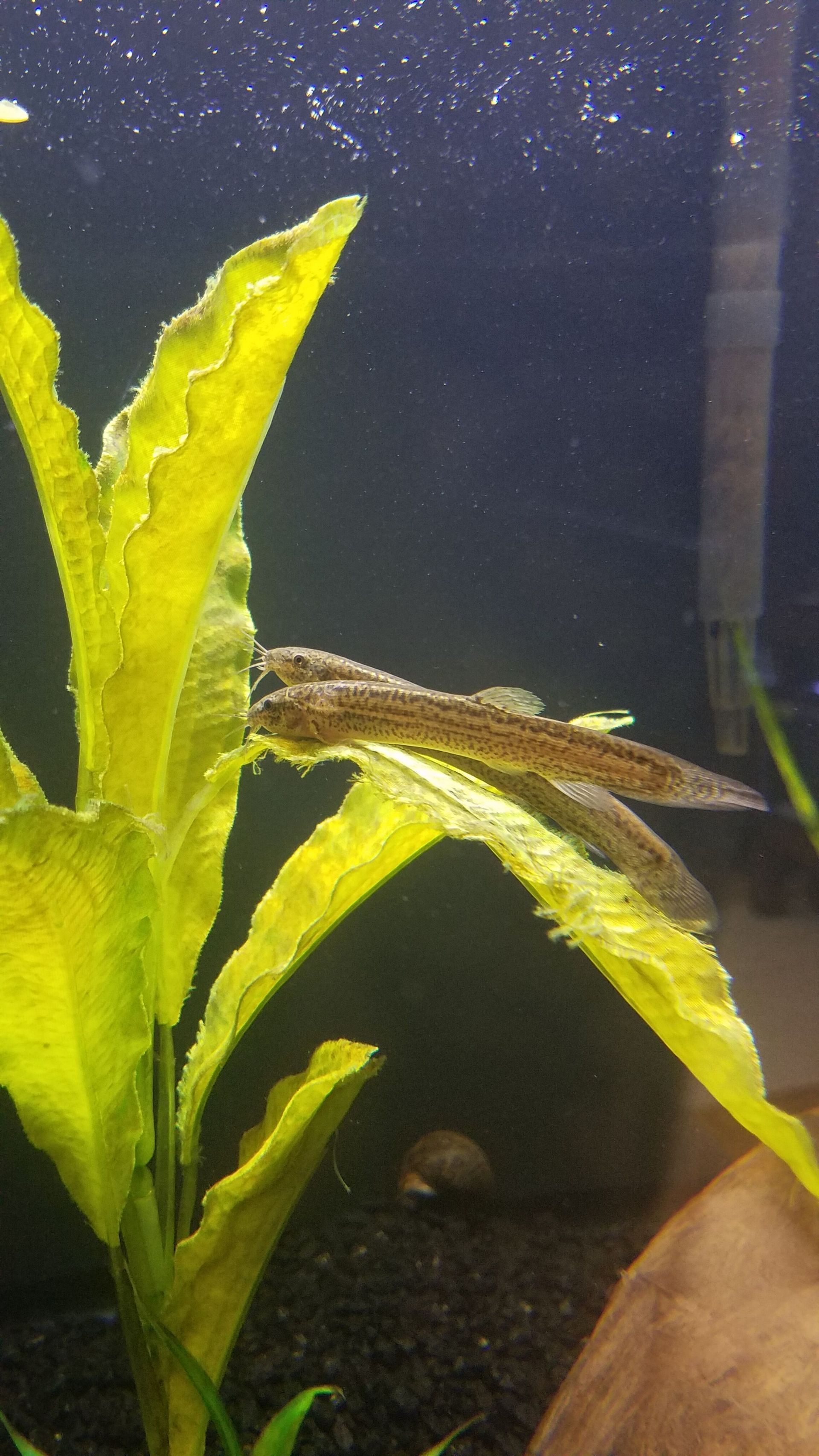 Dojo Loaches resting on a leaf
