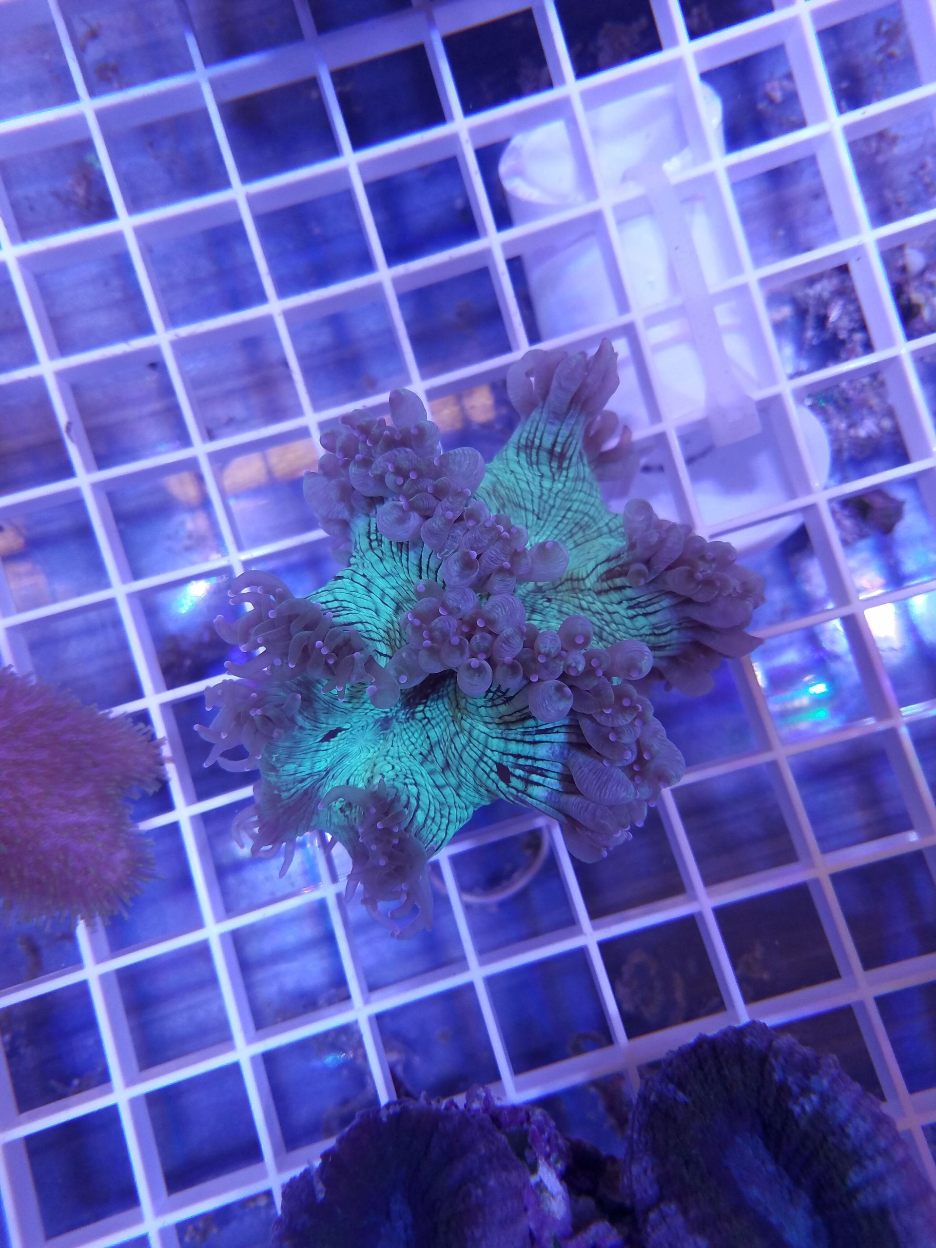 Elegance Coral