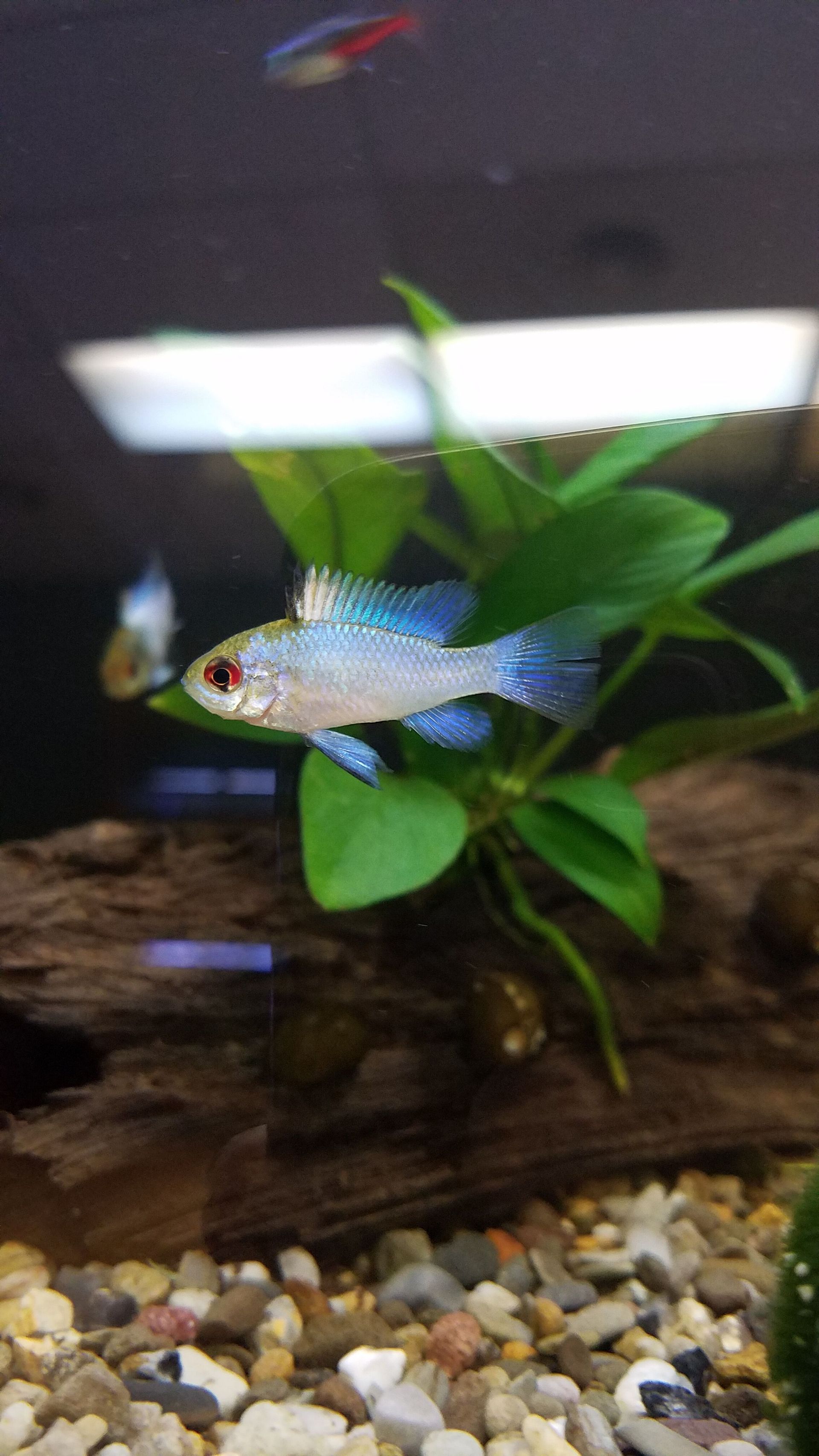 German Blue Ram Cichlid