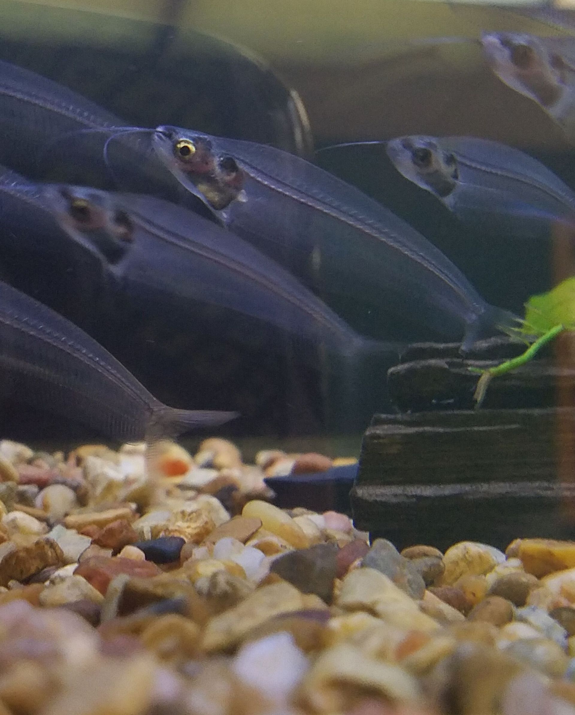 A group of fish are swimming in a tank with rocks