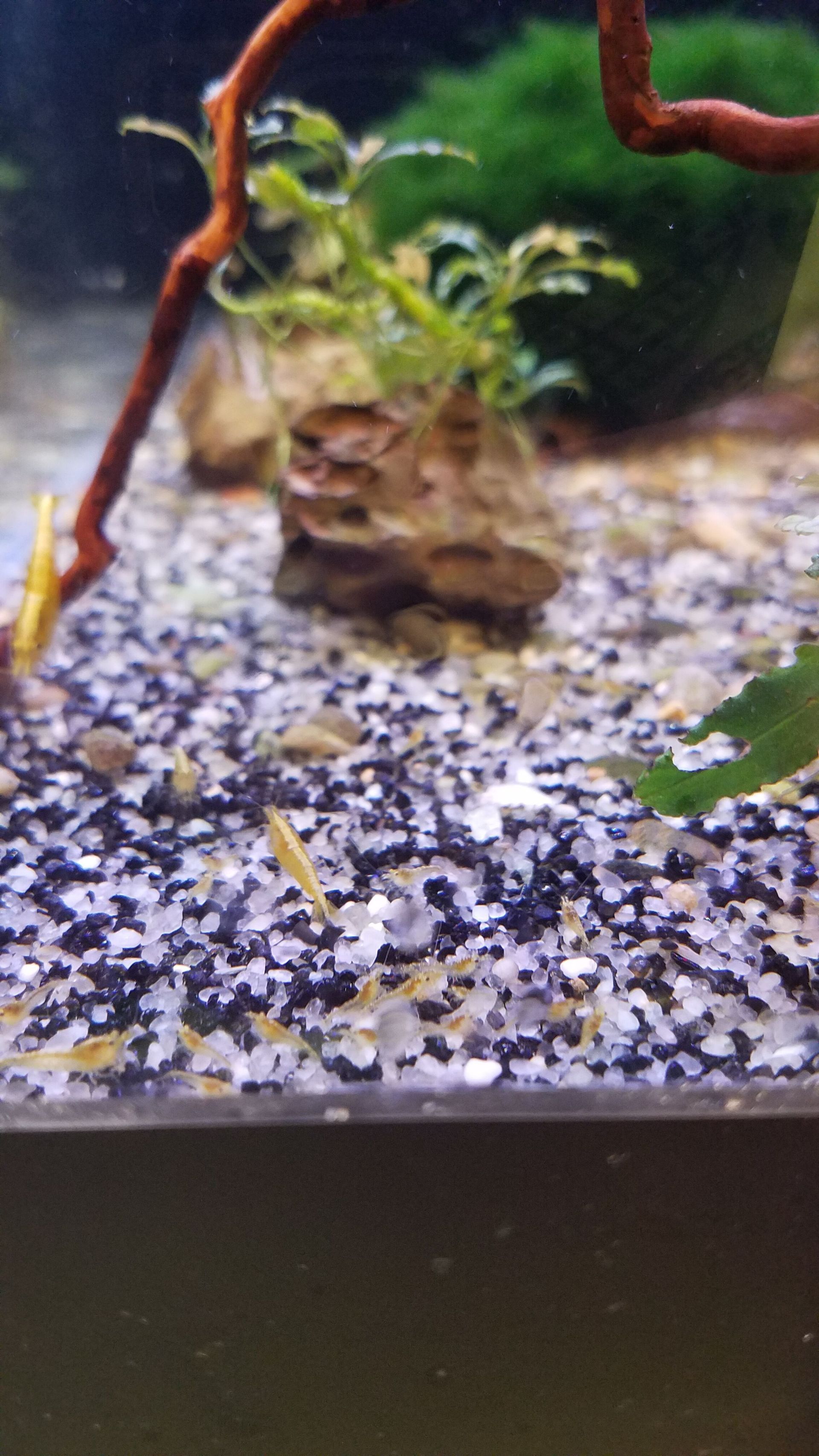 Gold Back Neocaridian Shrimp Colony - FW