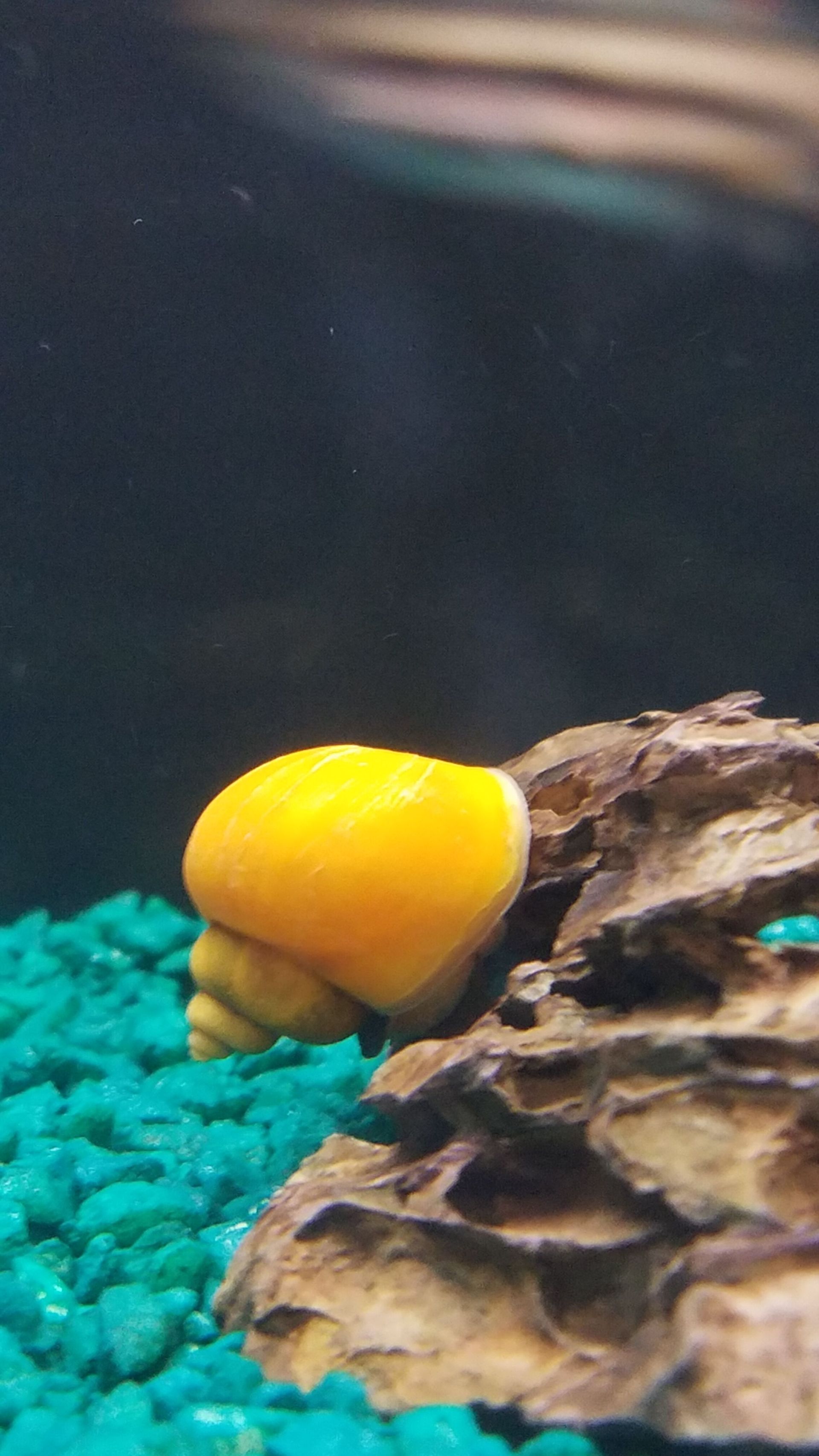 Gold Mystery Snail - FW