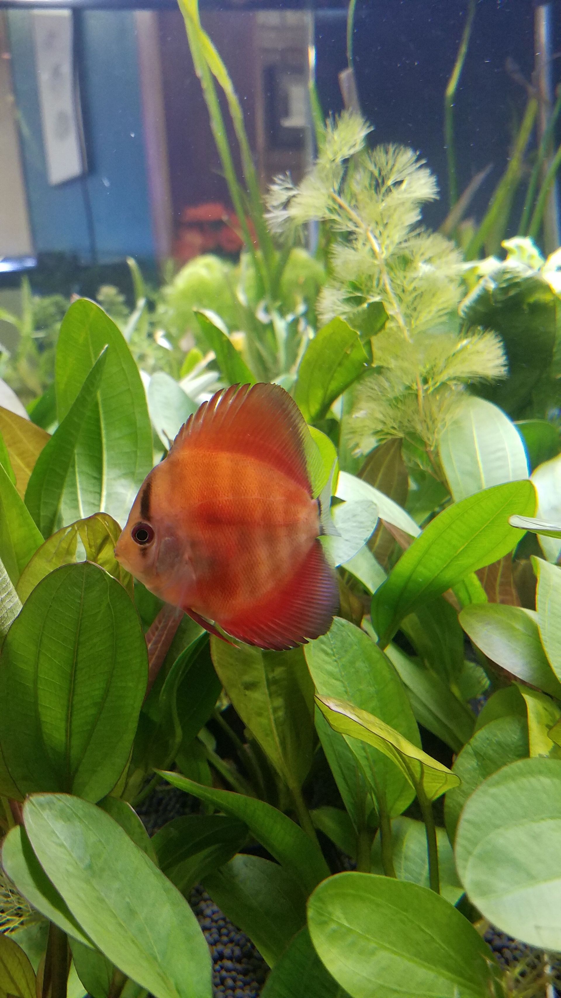 Golden Discus