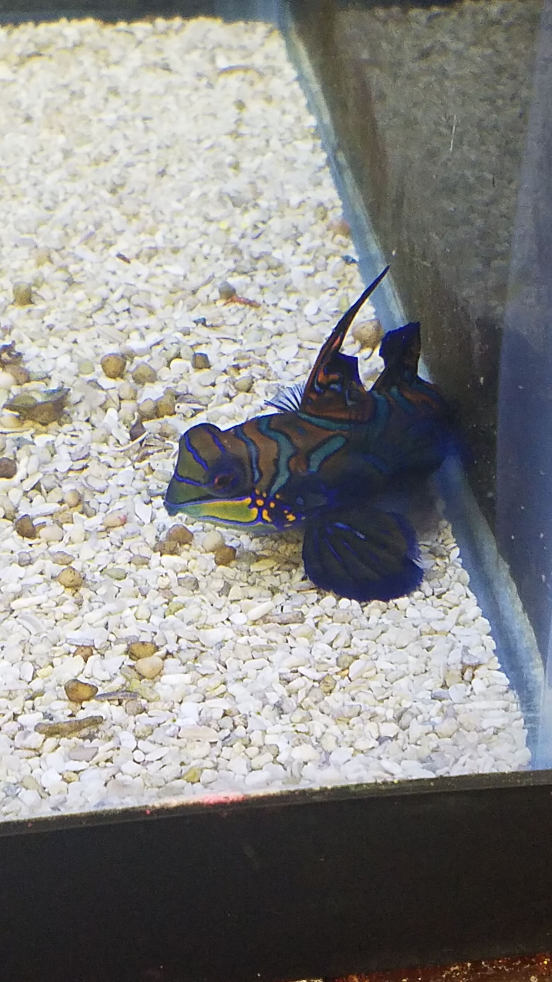 Green Mandarin Dragonet