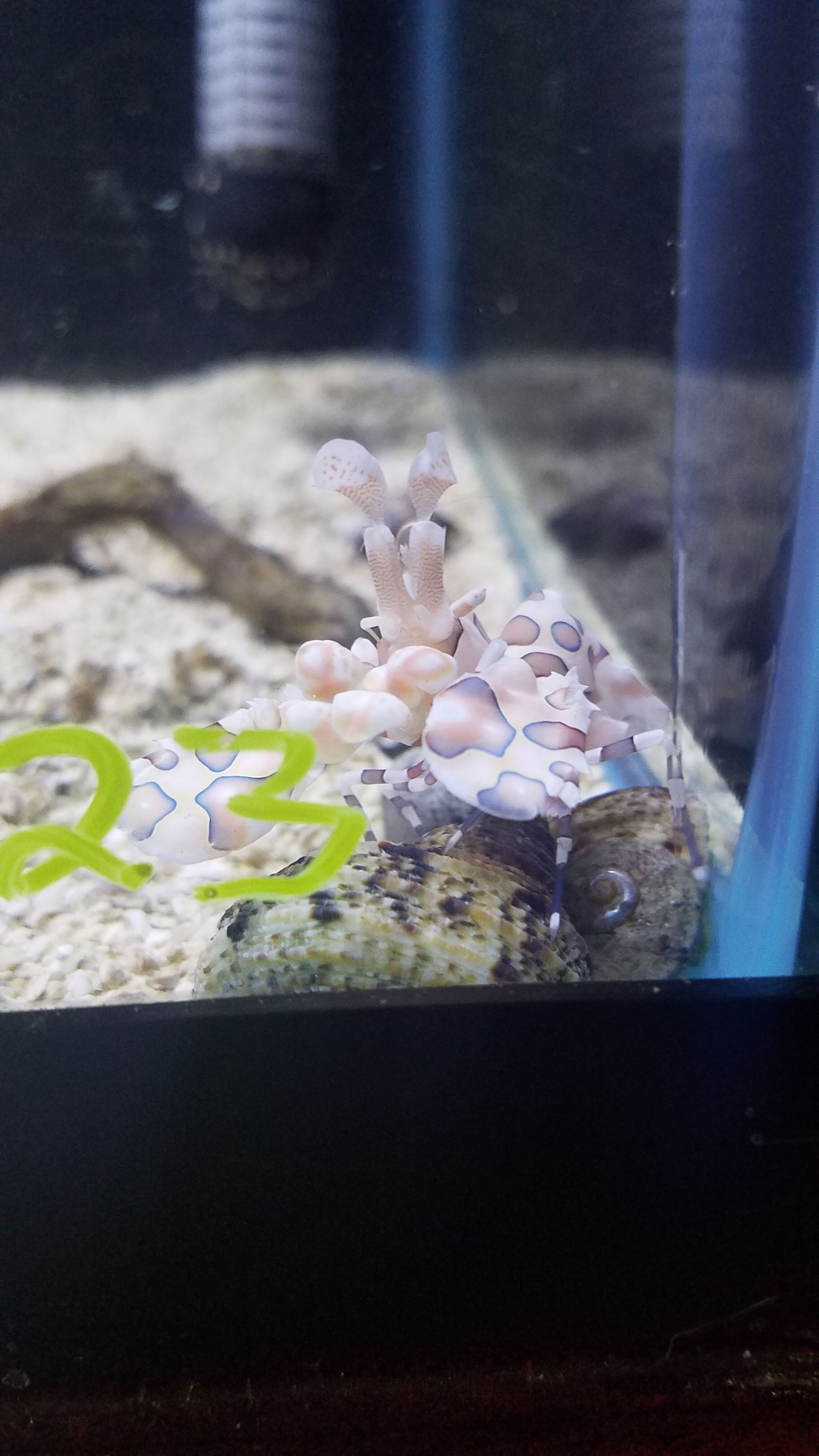 Harlequin Shrimp - SW
