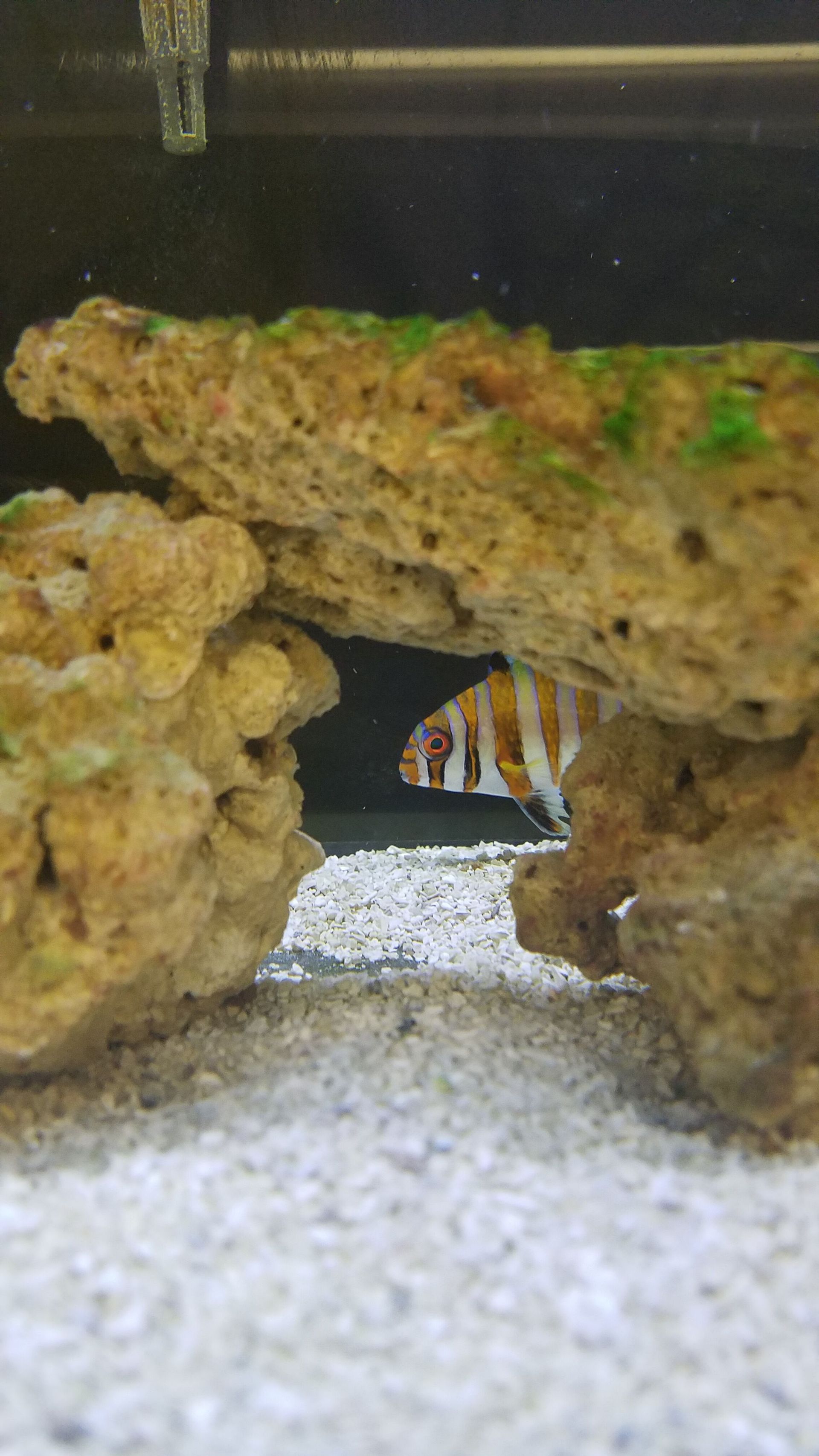 Harlequin Tuskfish