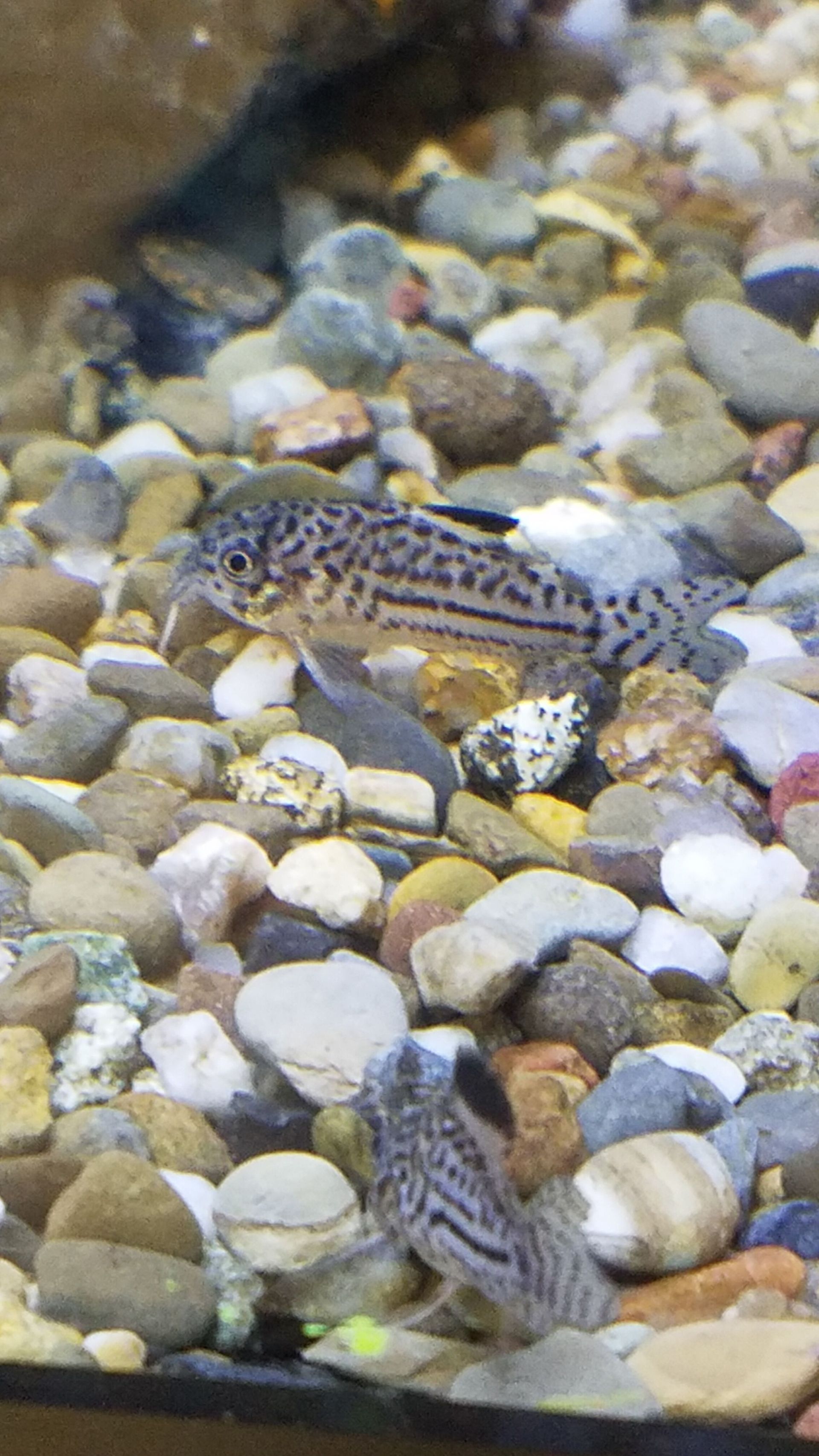 Julii Corydoras