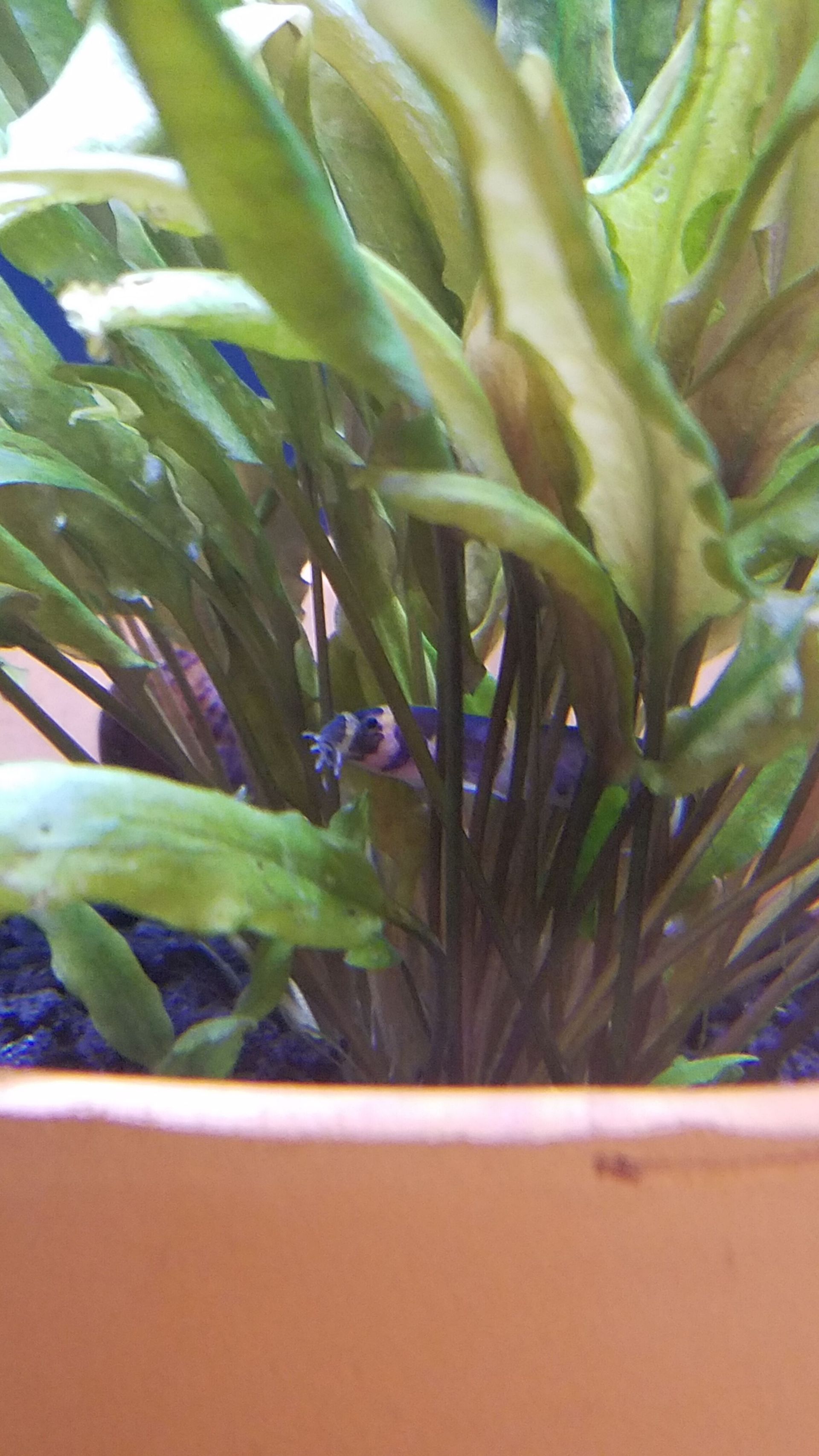 Kuhli Loach hiding in a plant
