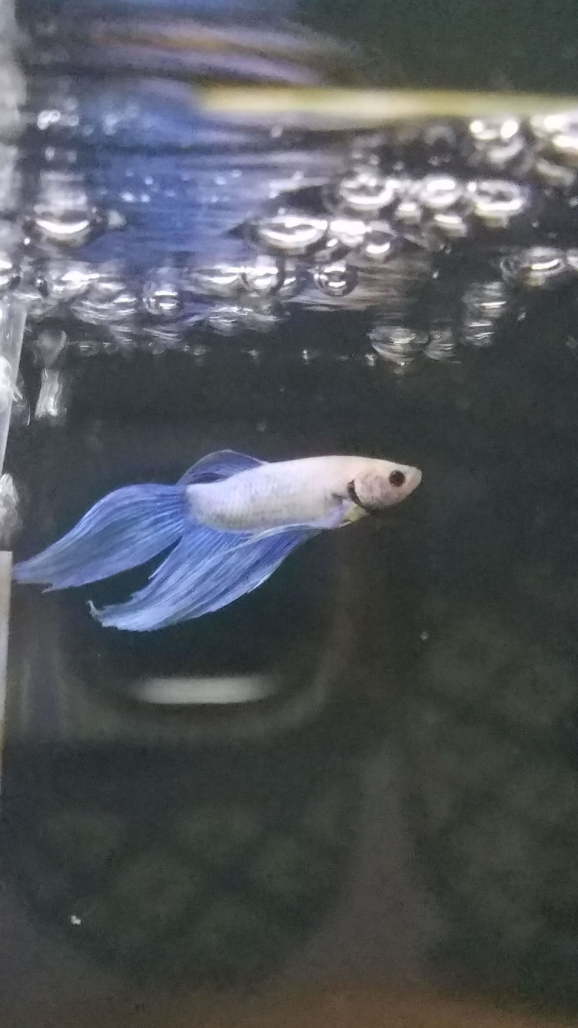 Longfin Betta