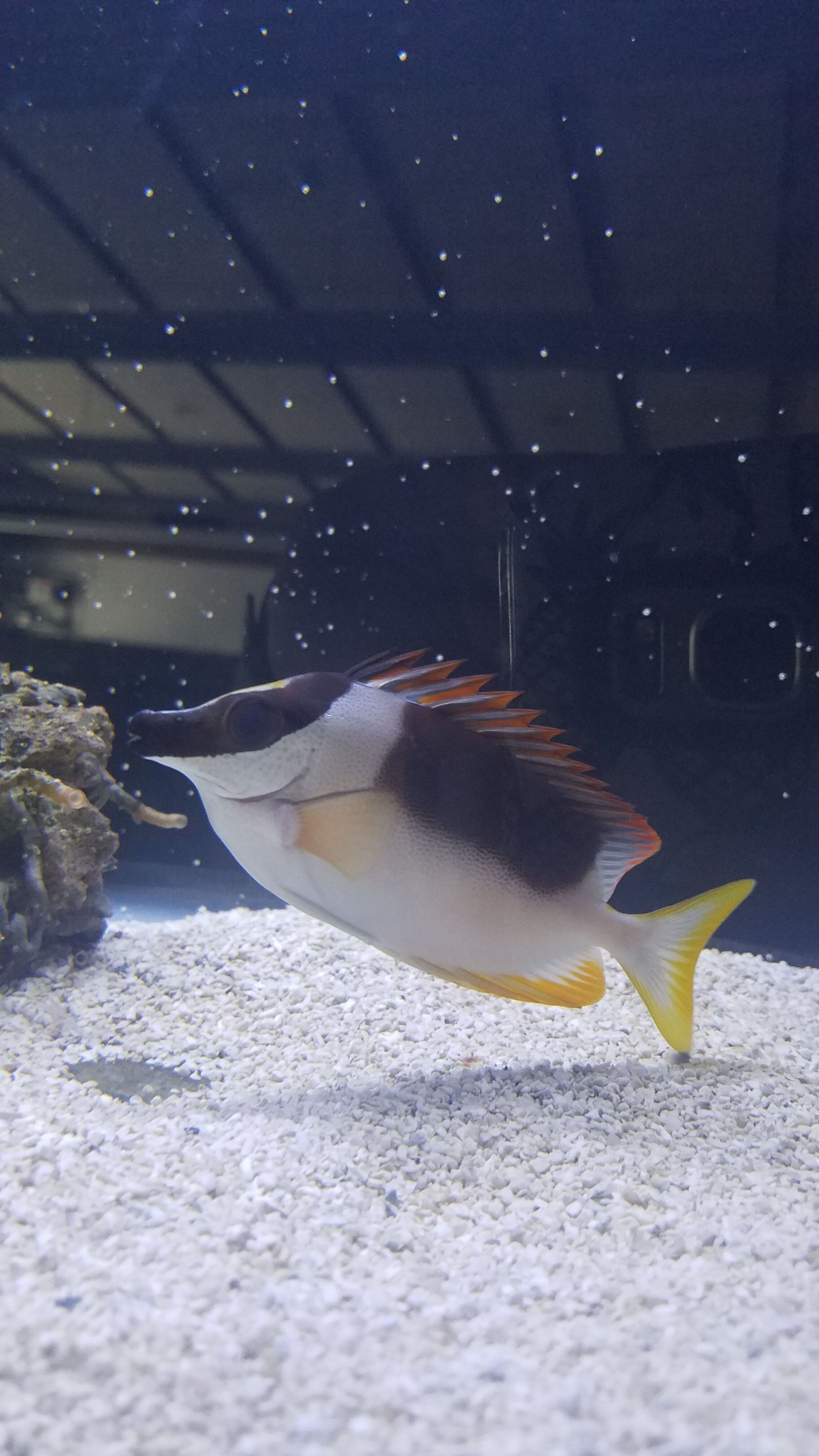 Orange Banded Prawn Goby