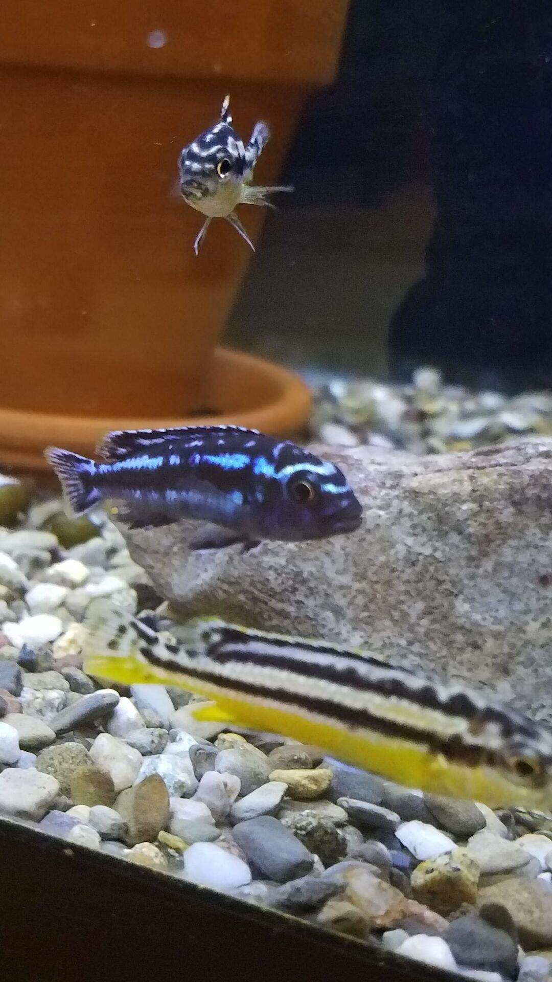 Maingano & Auratus Cichlids