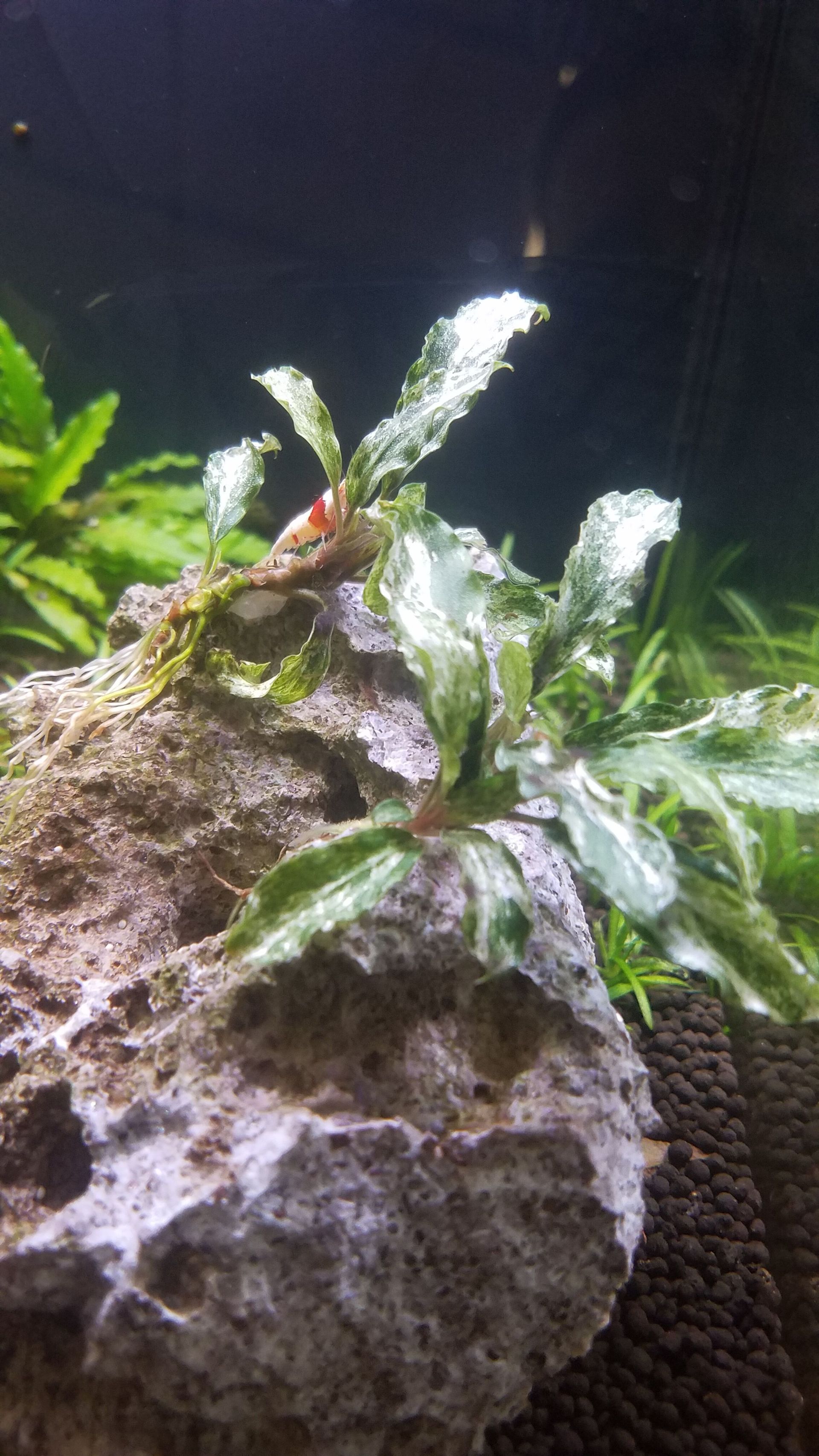 Marbled Bucephalandra