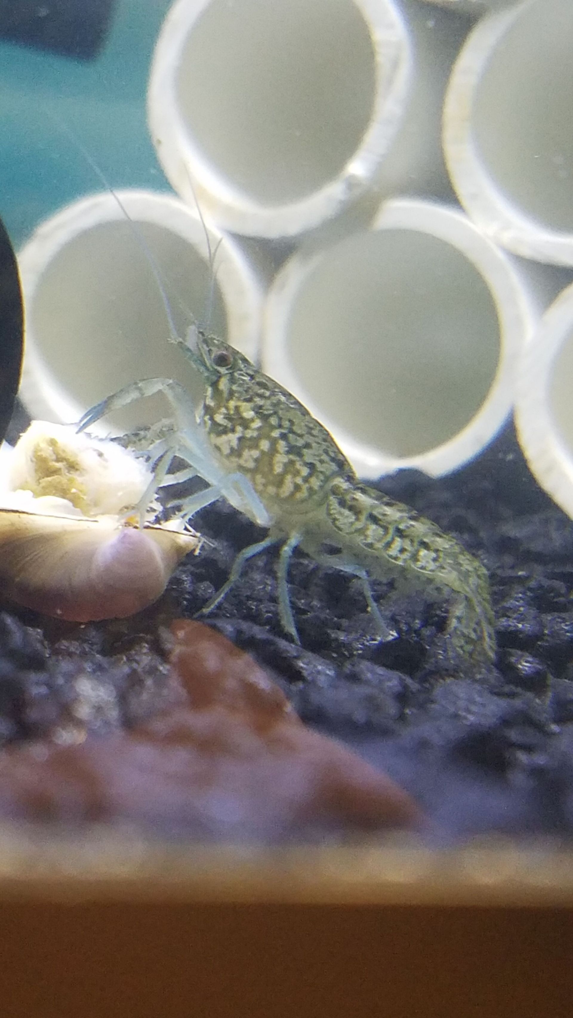 Marbled Crayfish - FW