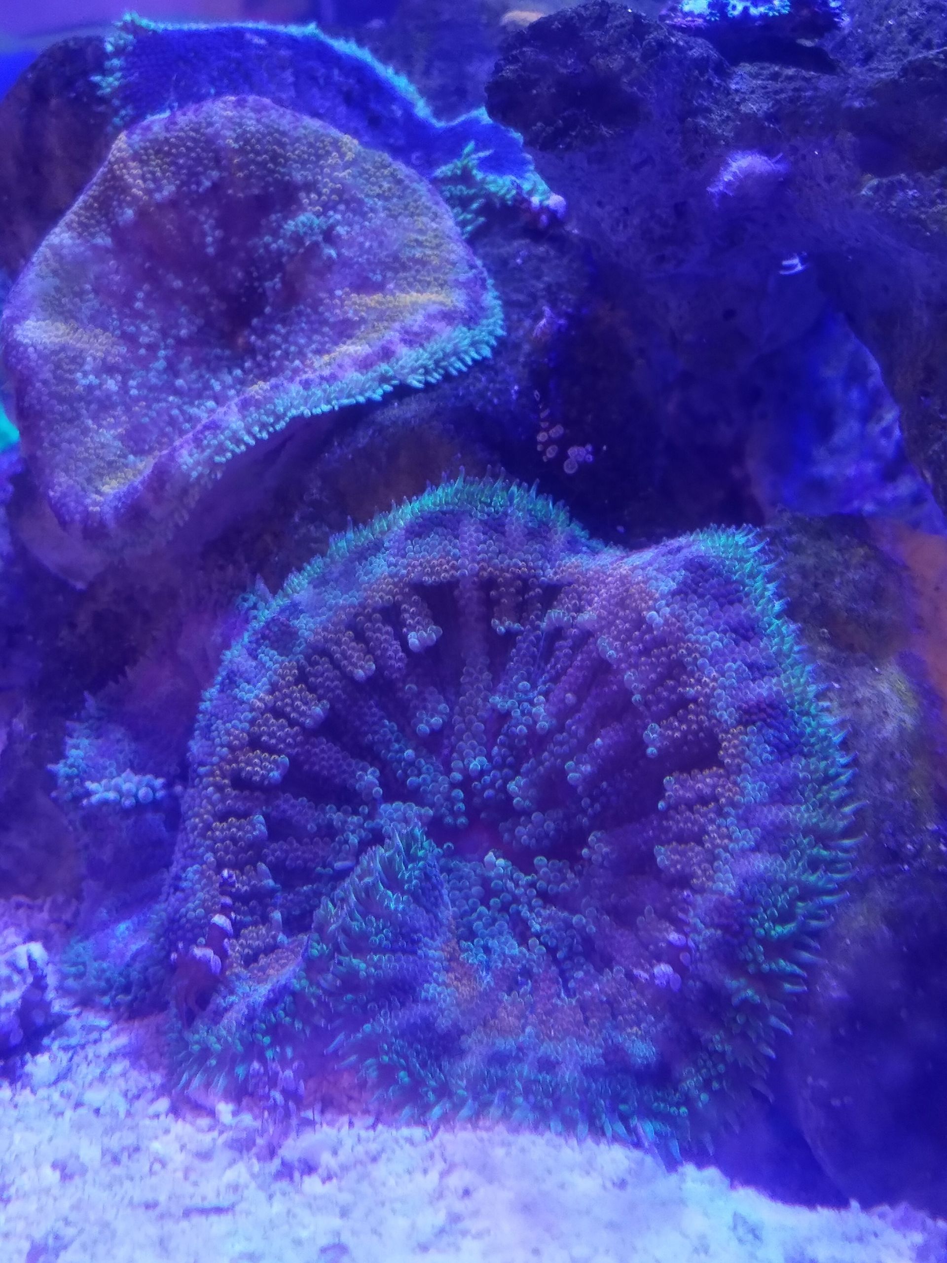 Mini Maxi Carpet Anemones