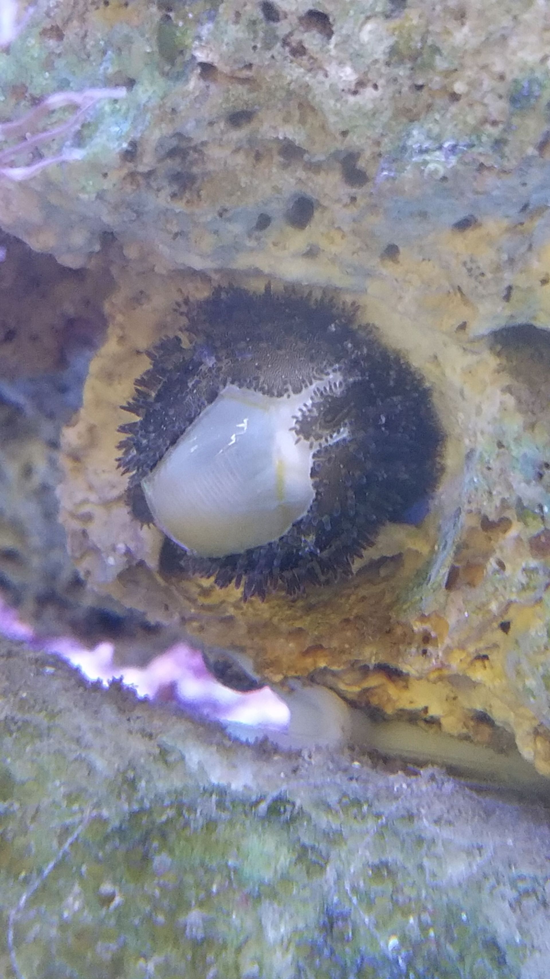 Money Cowrie Snail - SW