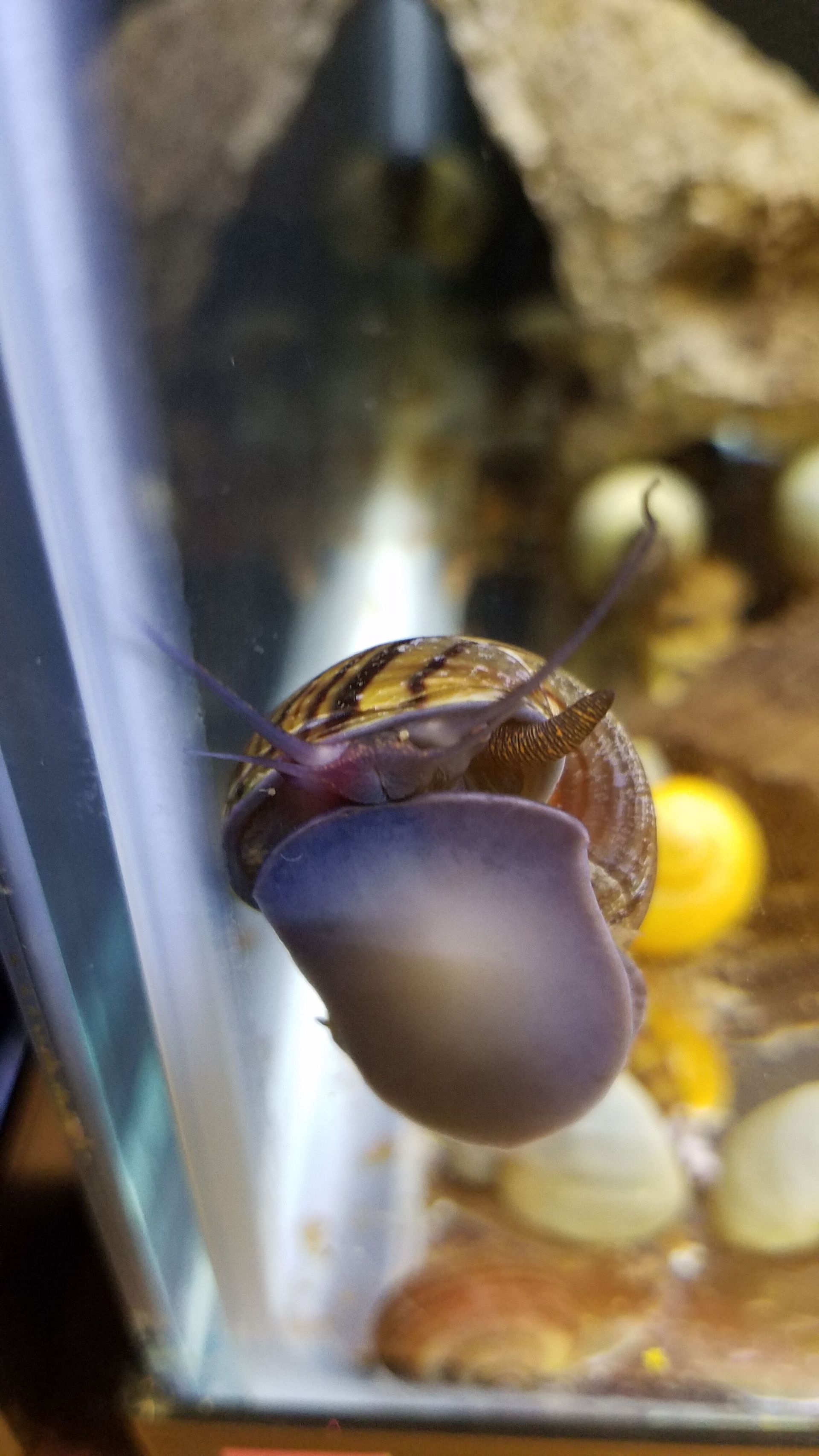 Mystery Snail - FW