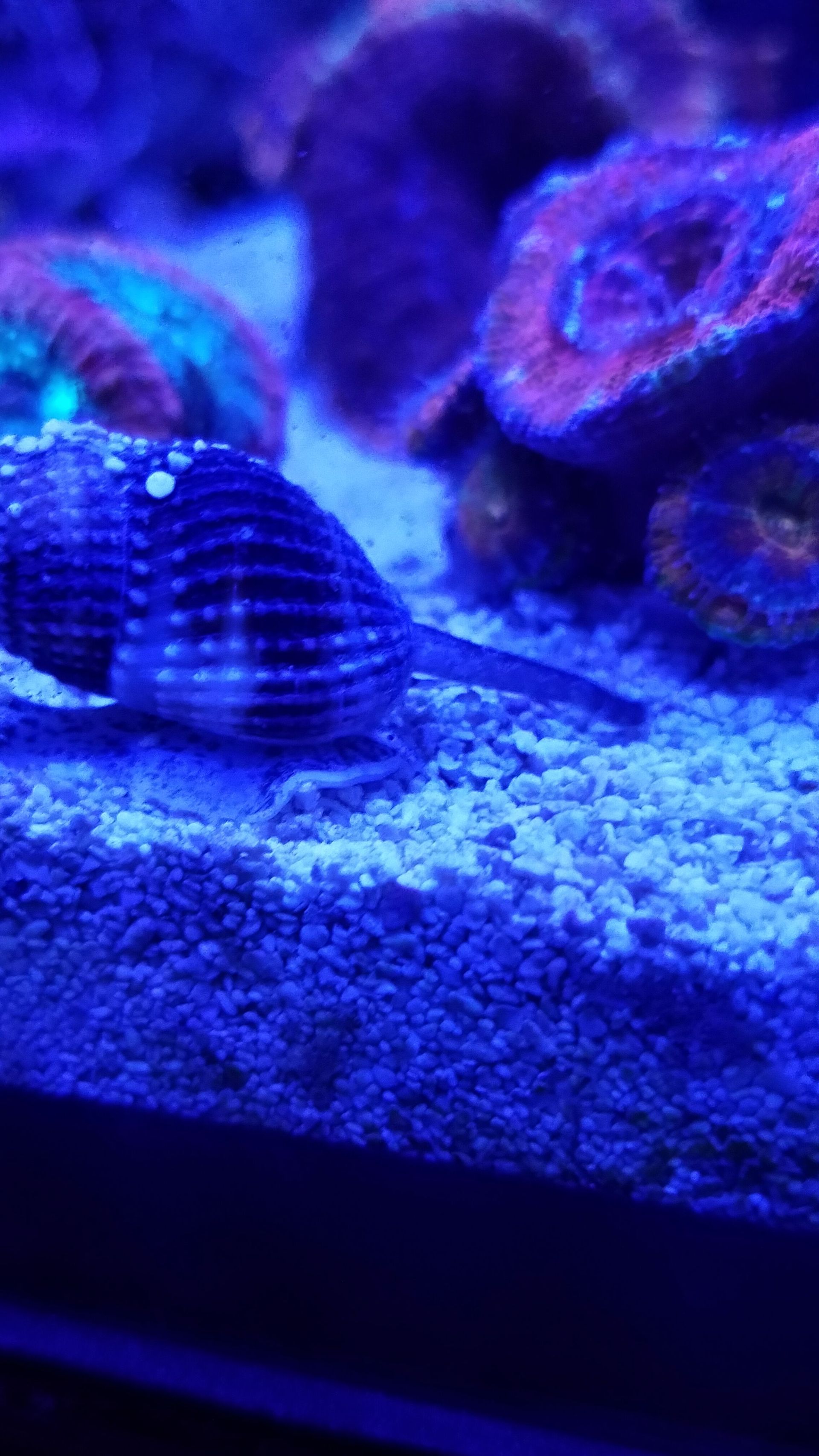 Nassarius Snail - SW