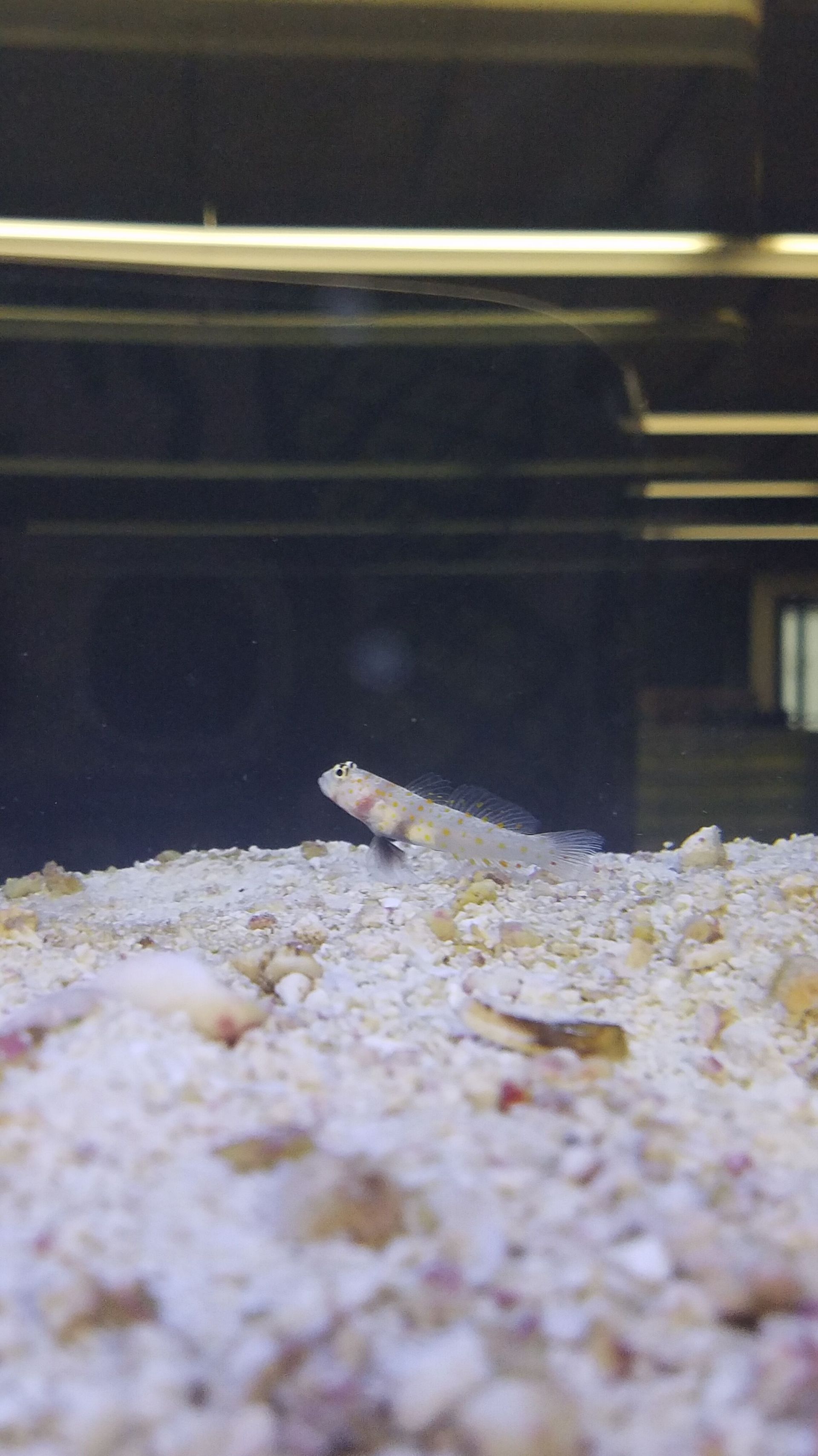 Orange Banded Prawn Goby