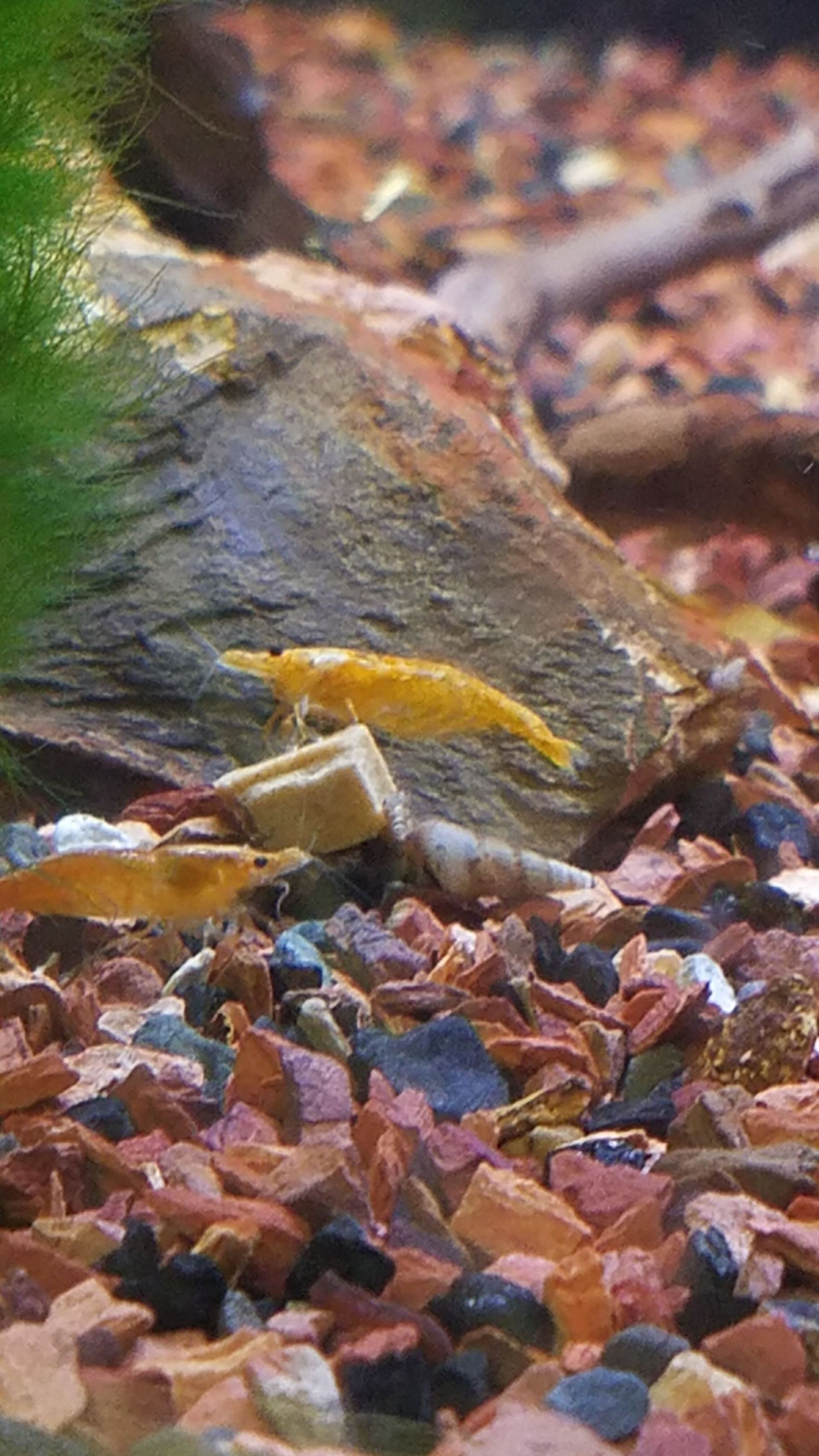 Orange Neocaridina Shrimp - FW