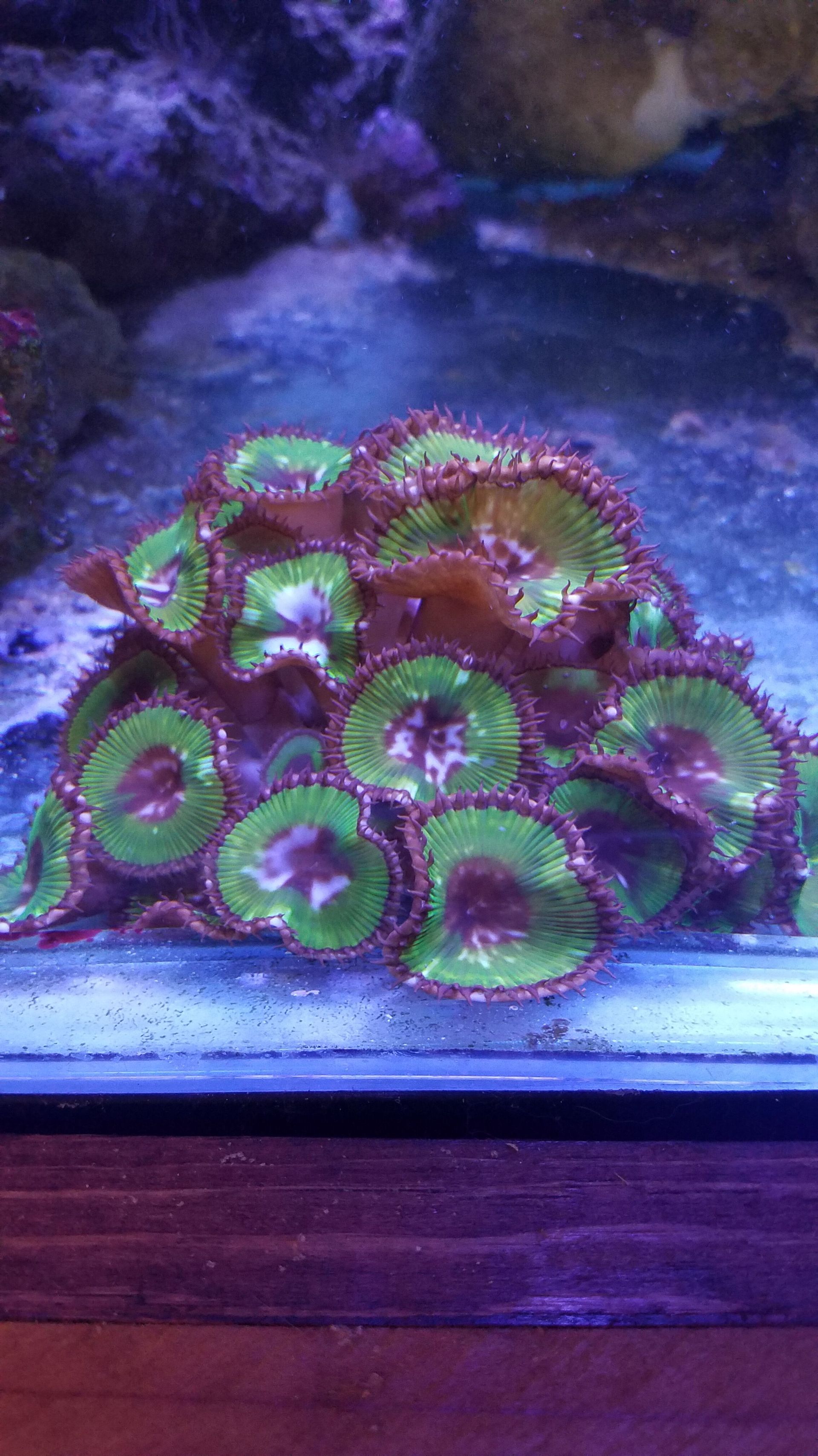 Palythoa Grandis Colony