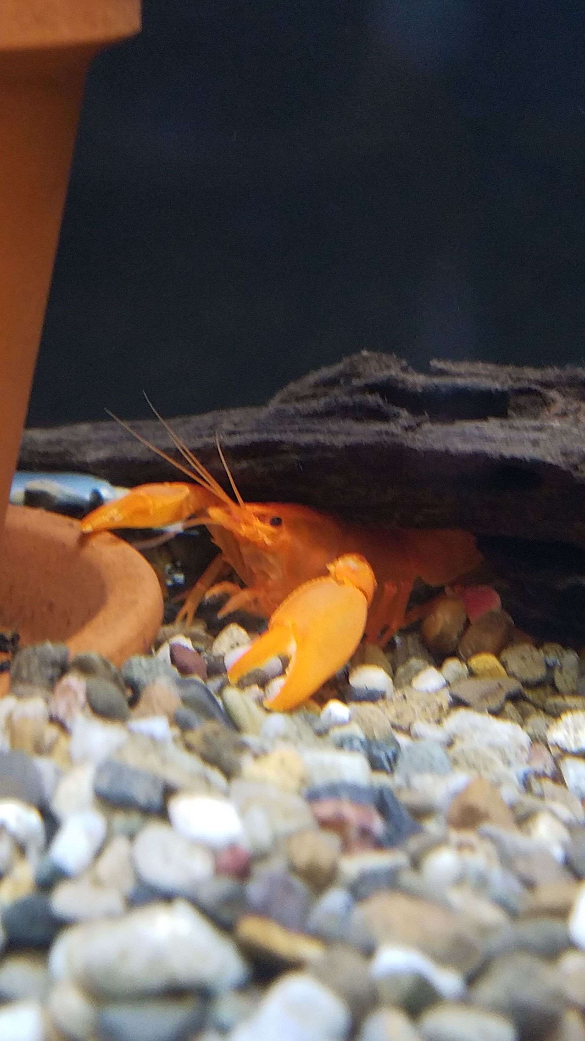 Papua Chili Red Crayfish - FW