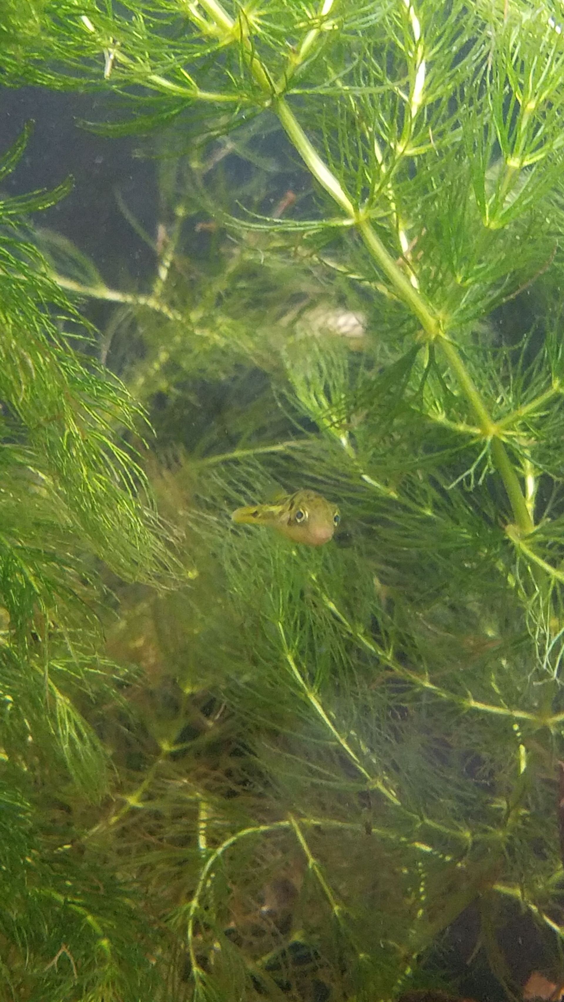 Pea Puffer in a Hornwort Jungle