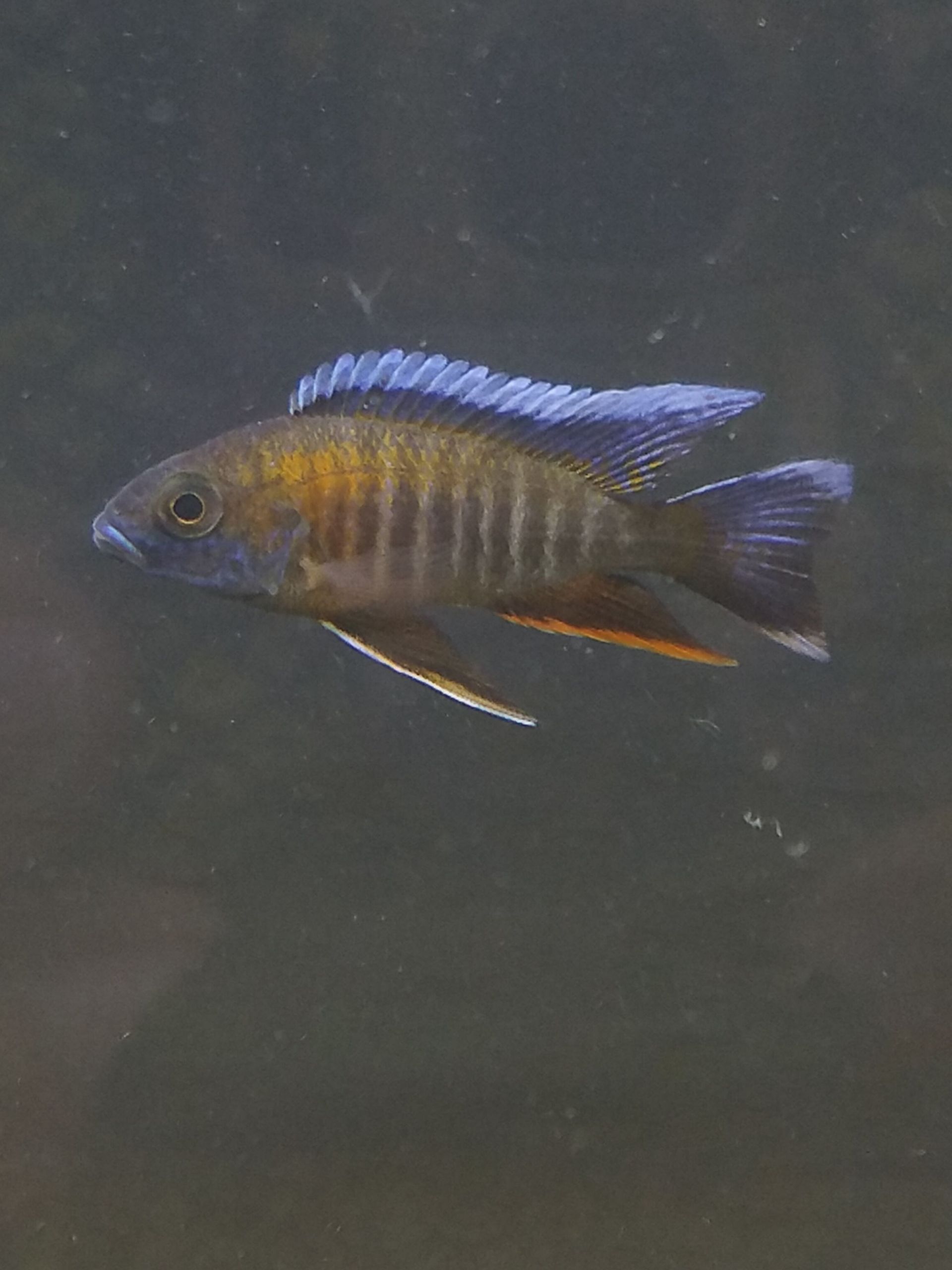 Peacock Cichlid