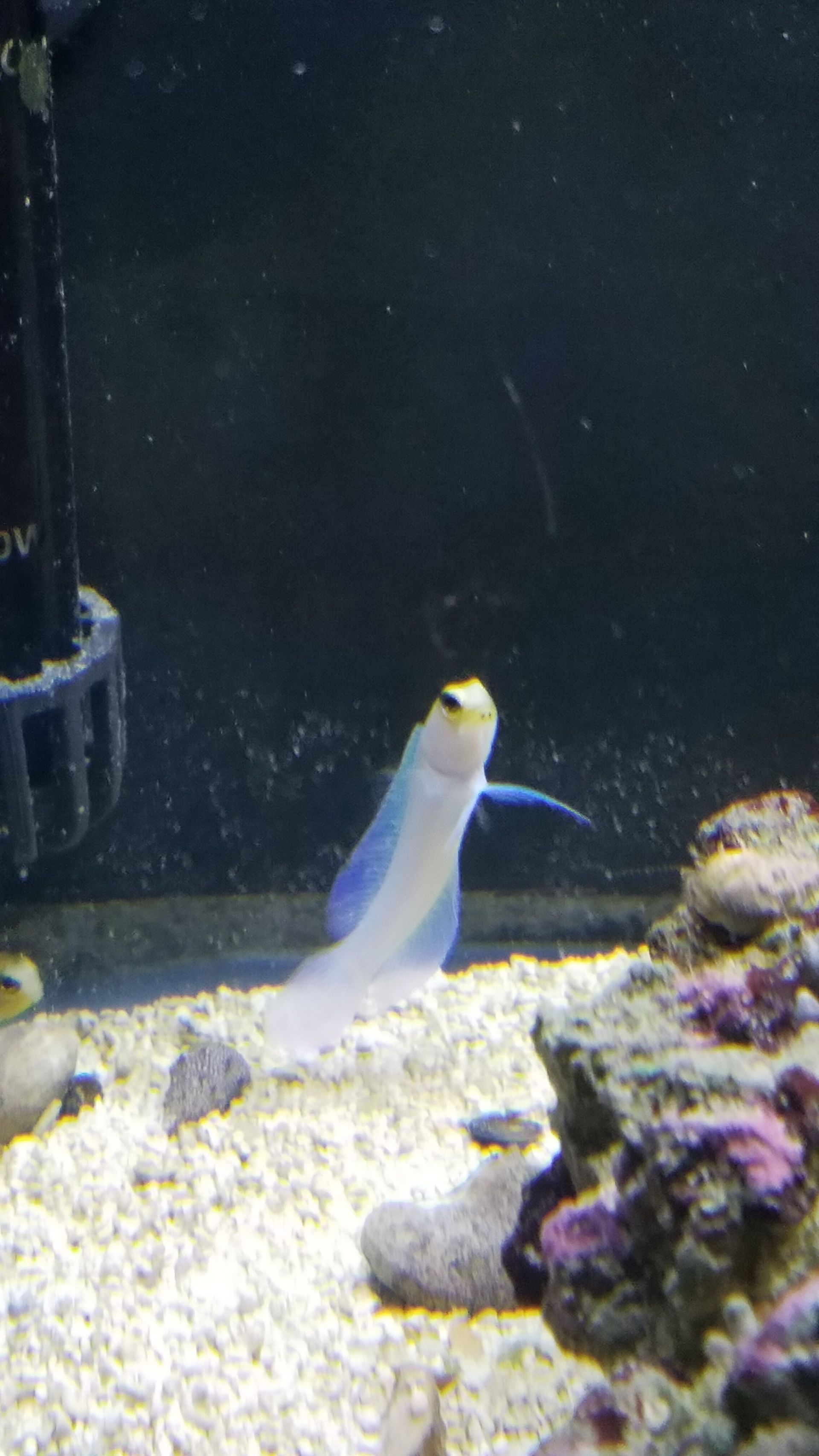 Pearly Jawfish