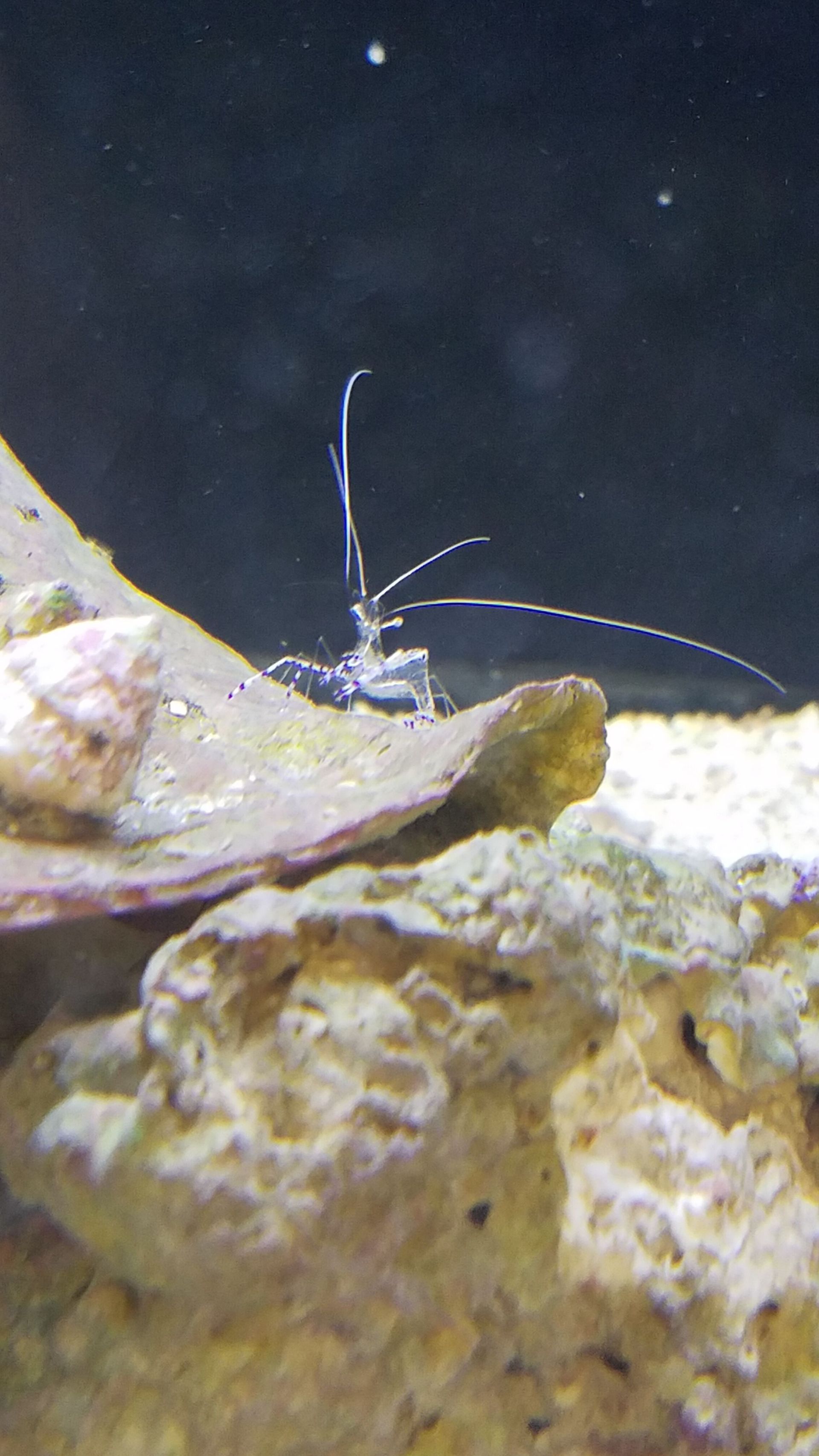 Pederson Shrimp - SW