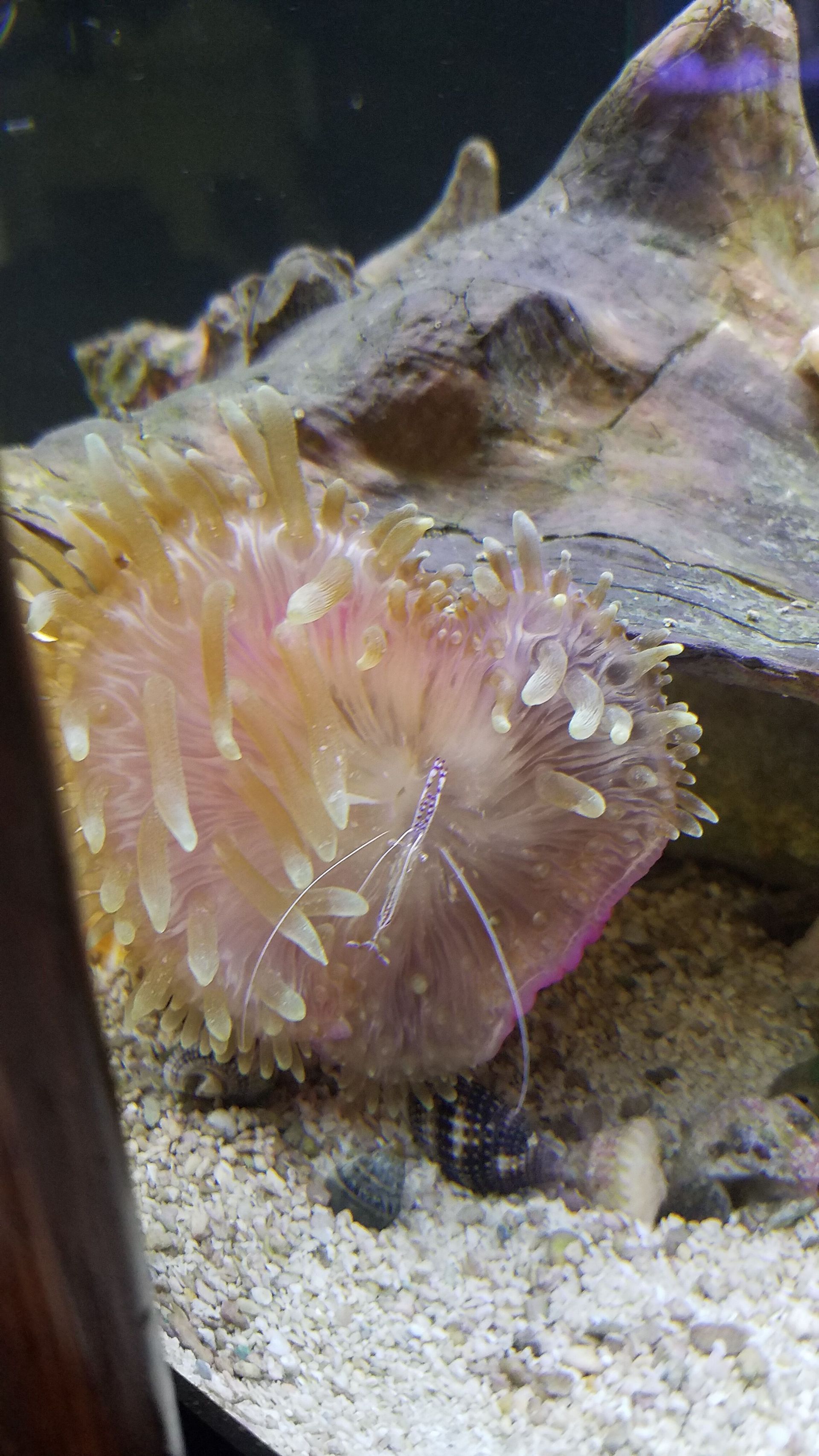 Pederson Shrimp Hosting in a BTA