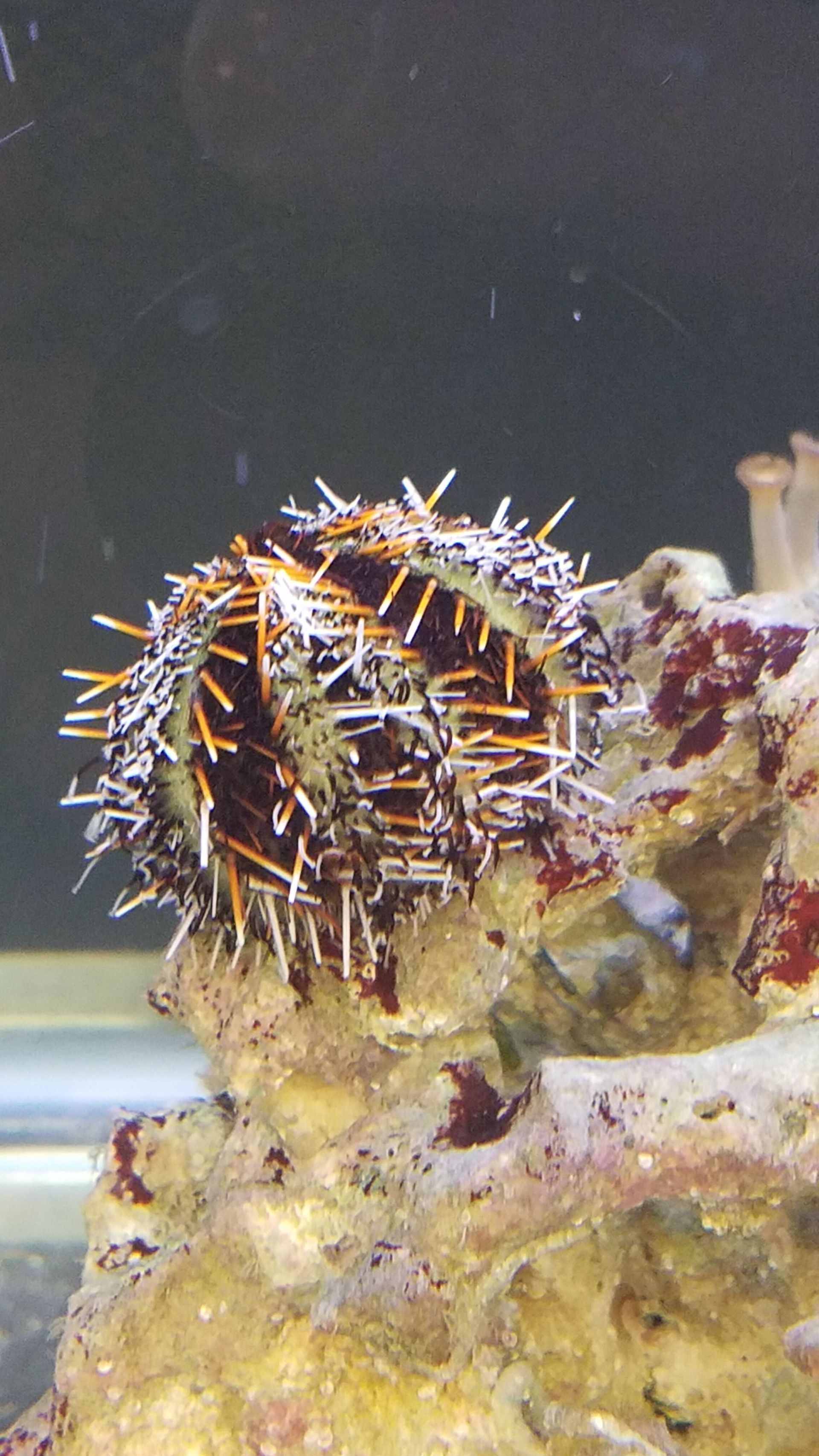 Pincushion Urchin - SW