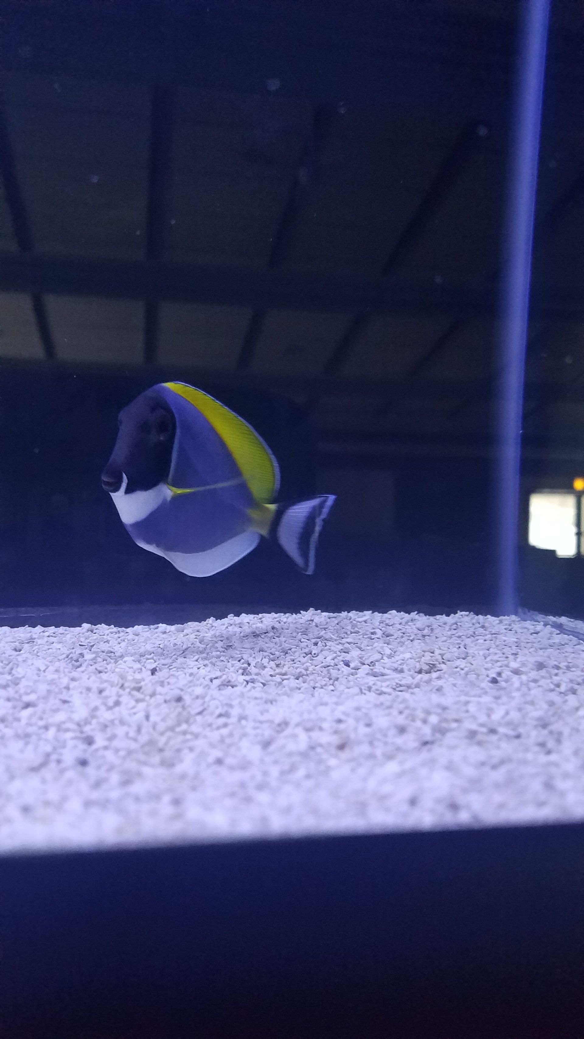 Powder Blue Tang