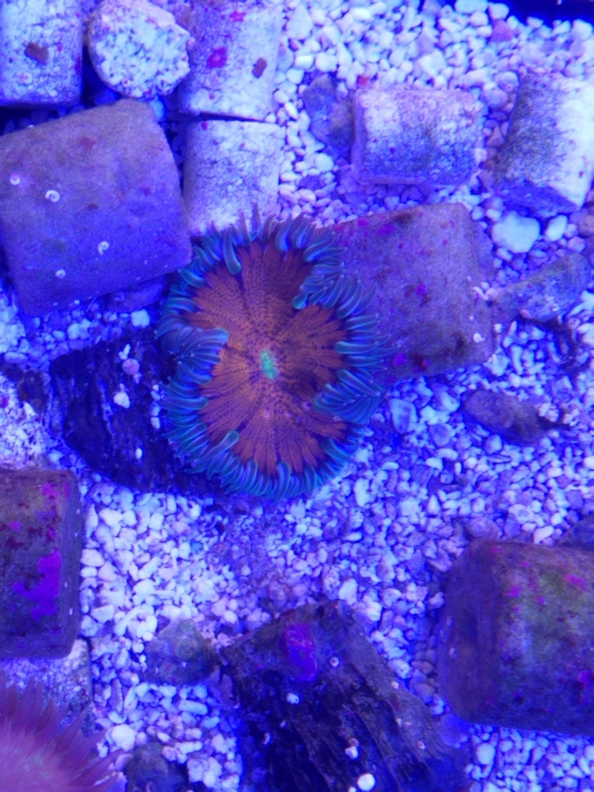 Bubble Tip Anemone