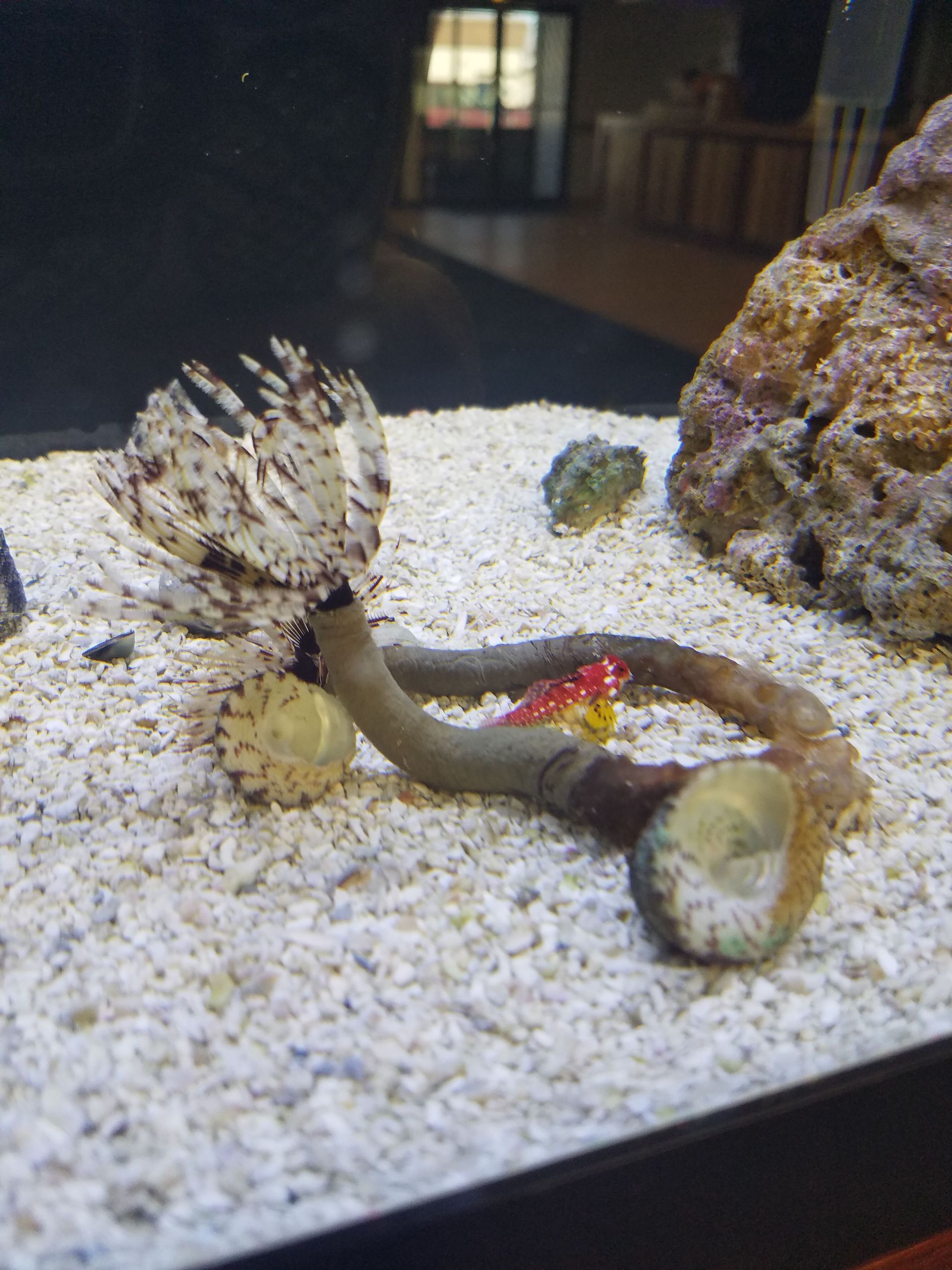 Ruby Red Dragonet with Feather Dusters