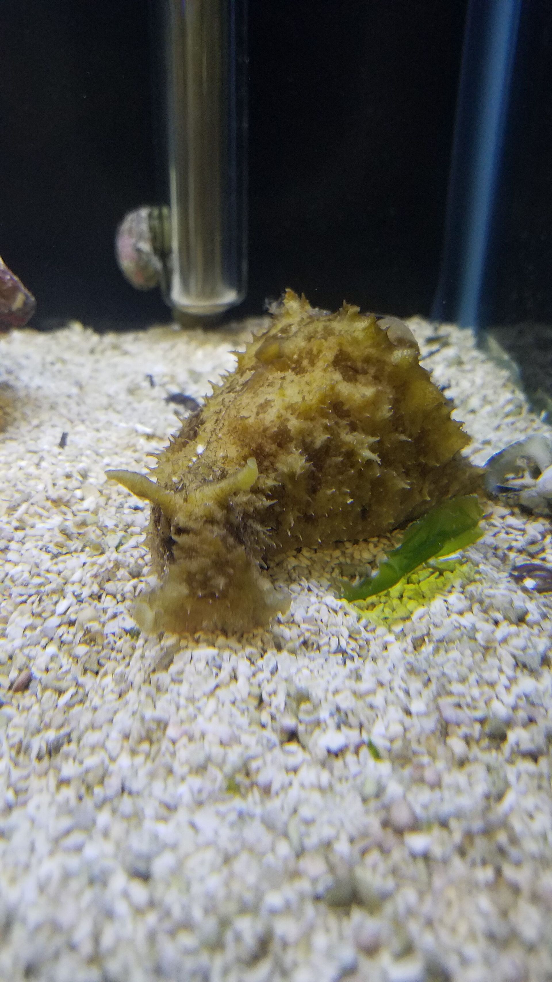 Sea Hare - SW