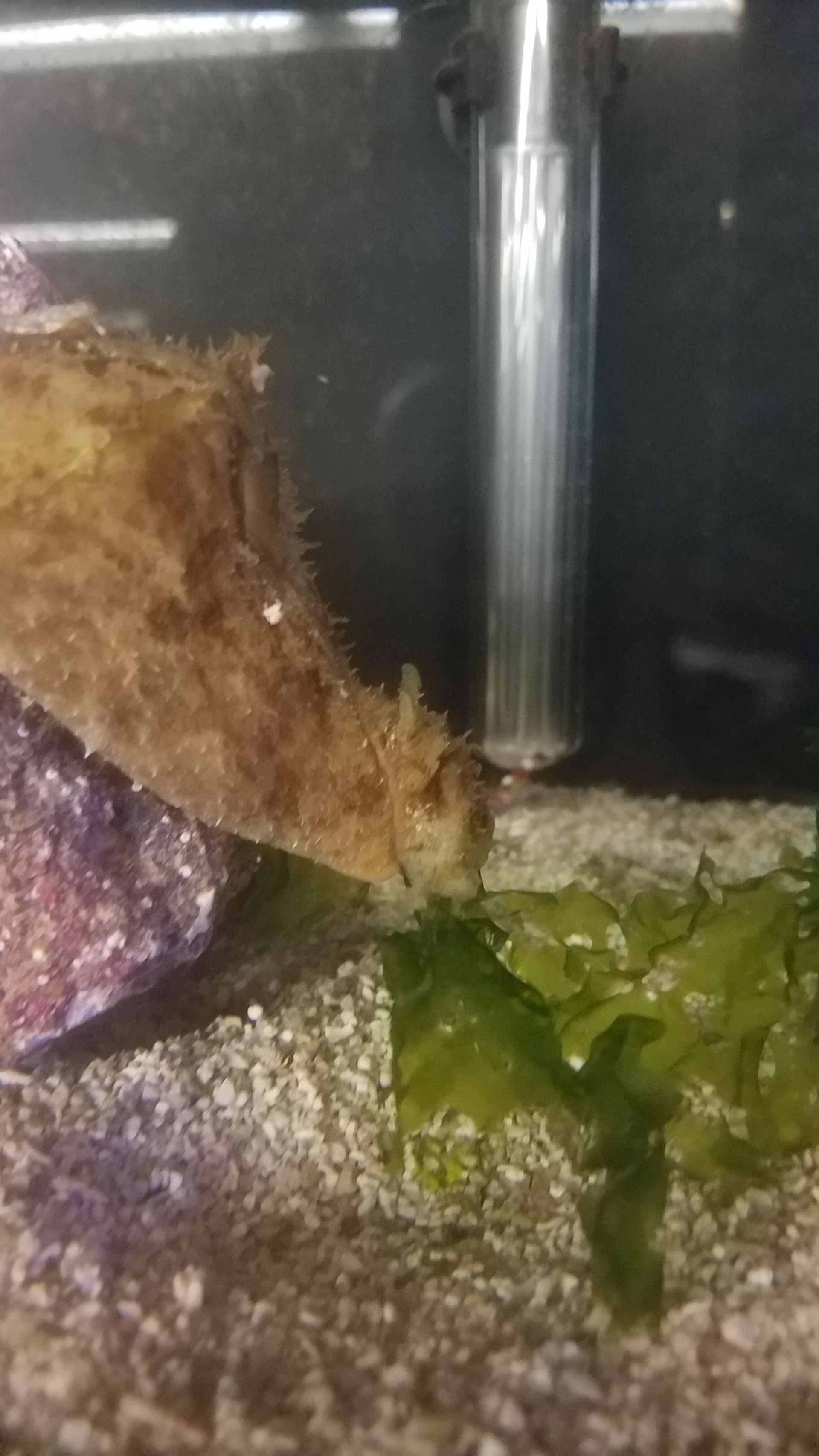 Sea Hare eating Sea Lettuce - SW