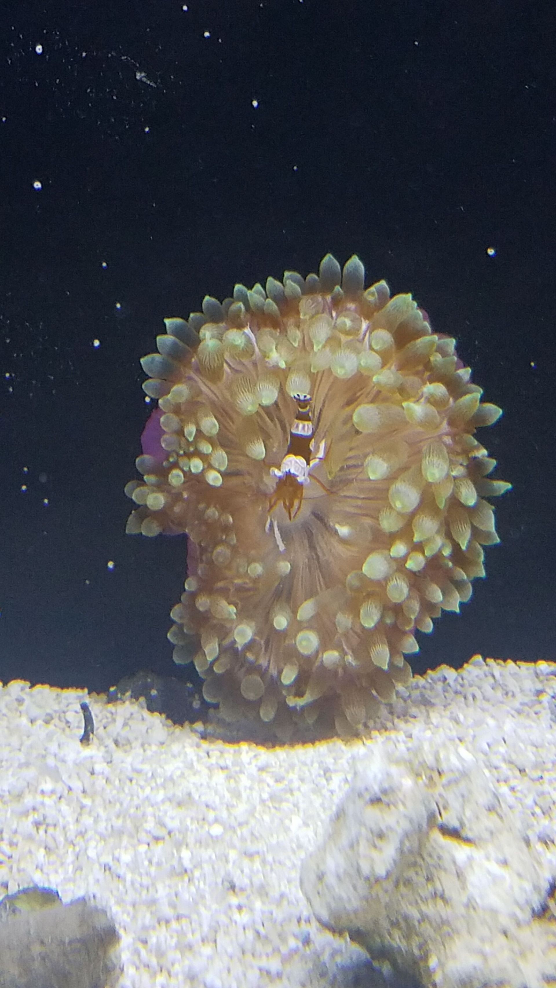 Sexy Shrimp hosting in a BTA