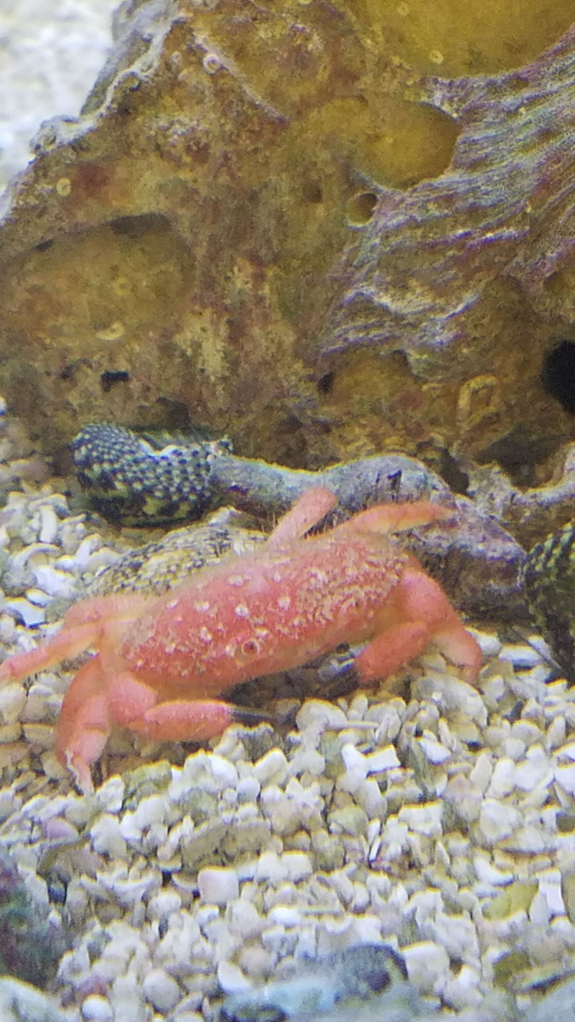 Strawberry Crab - SW