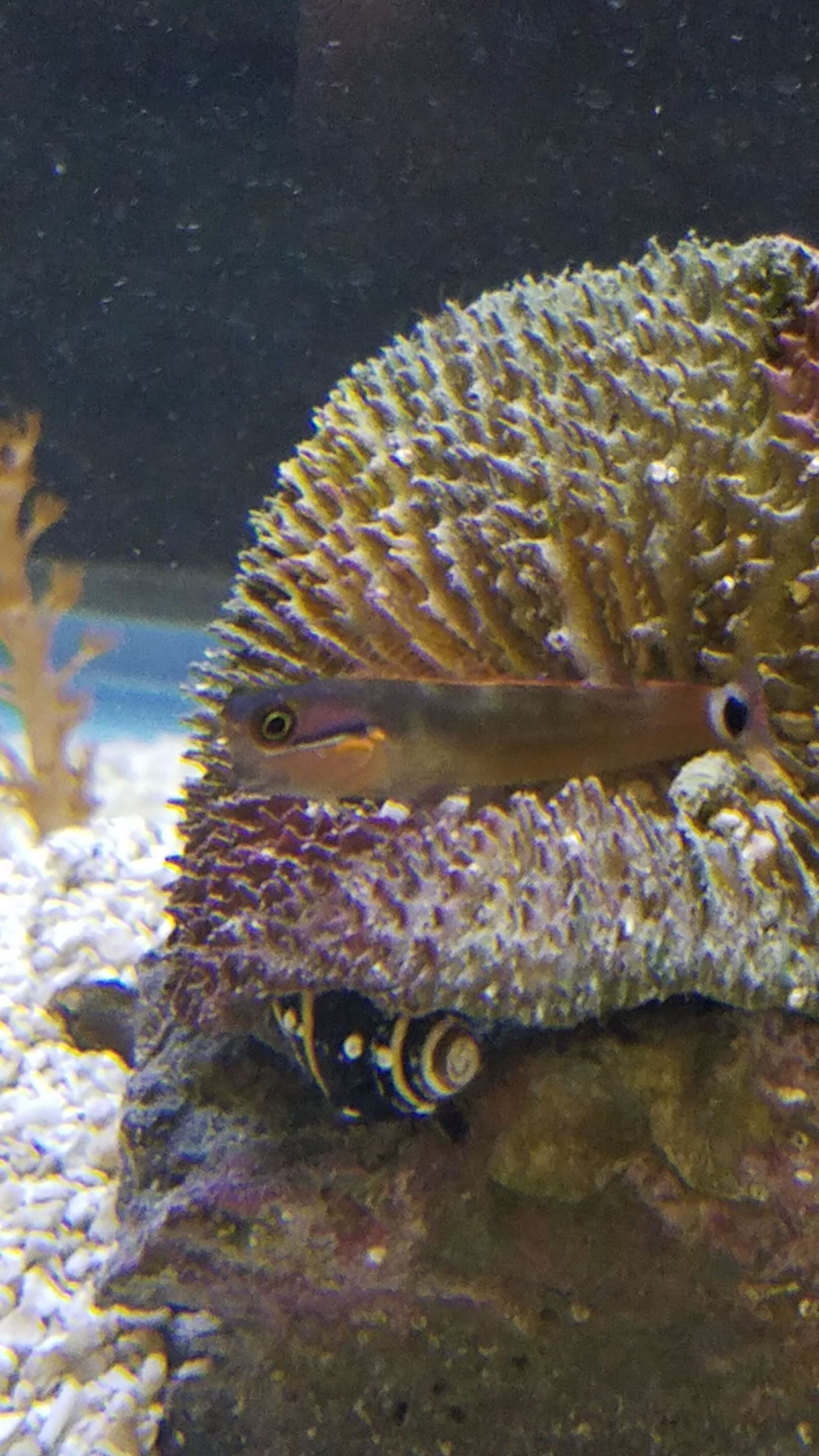 Tailspot Blenny